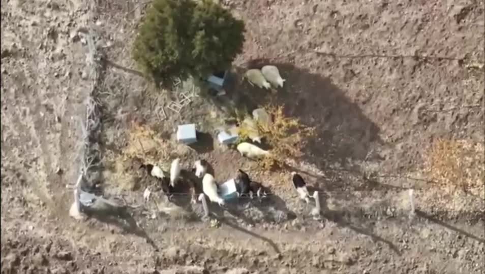 Kırıkkale’de kayıp 15 küçükbaş hayvan jandarma dronu ile bulundu