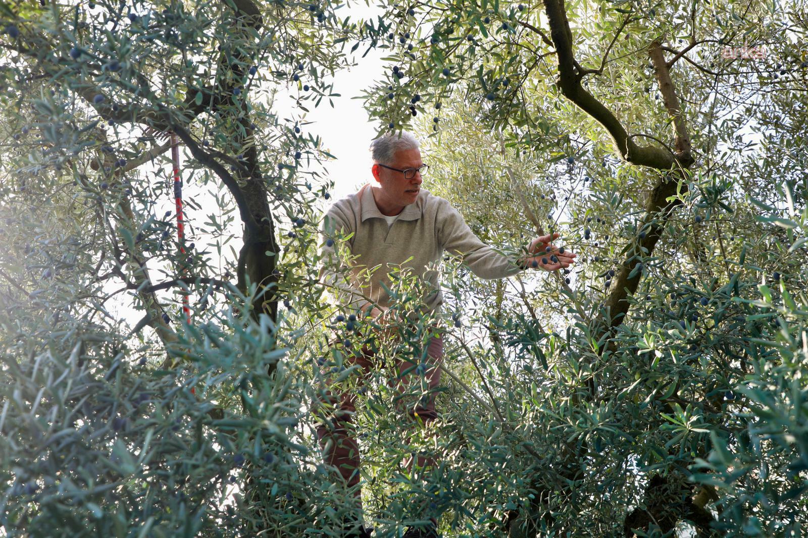 Mudanya’da zeytin hasadı sezonu başladı
