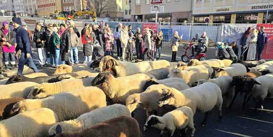 Almanya'nın Nürnberg şehir merkezinden yüzlerce koyun geçti, binlerce kişi izledi