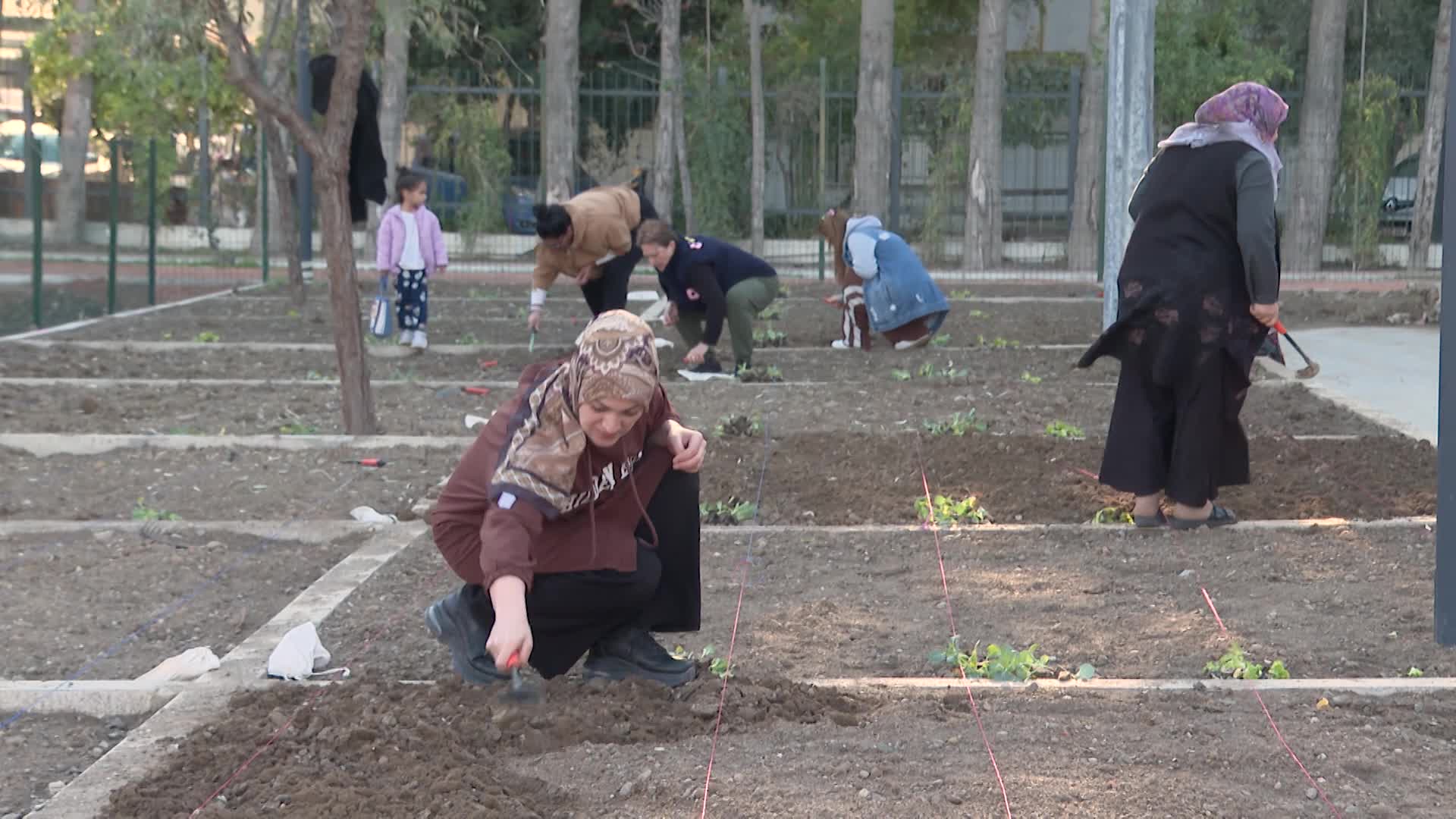 İzmir’de mahalle bostanlarında kış dikimleri başladı: 254 kadın, toprağa emeğini katıyor