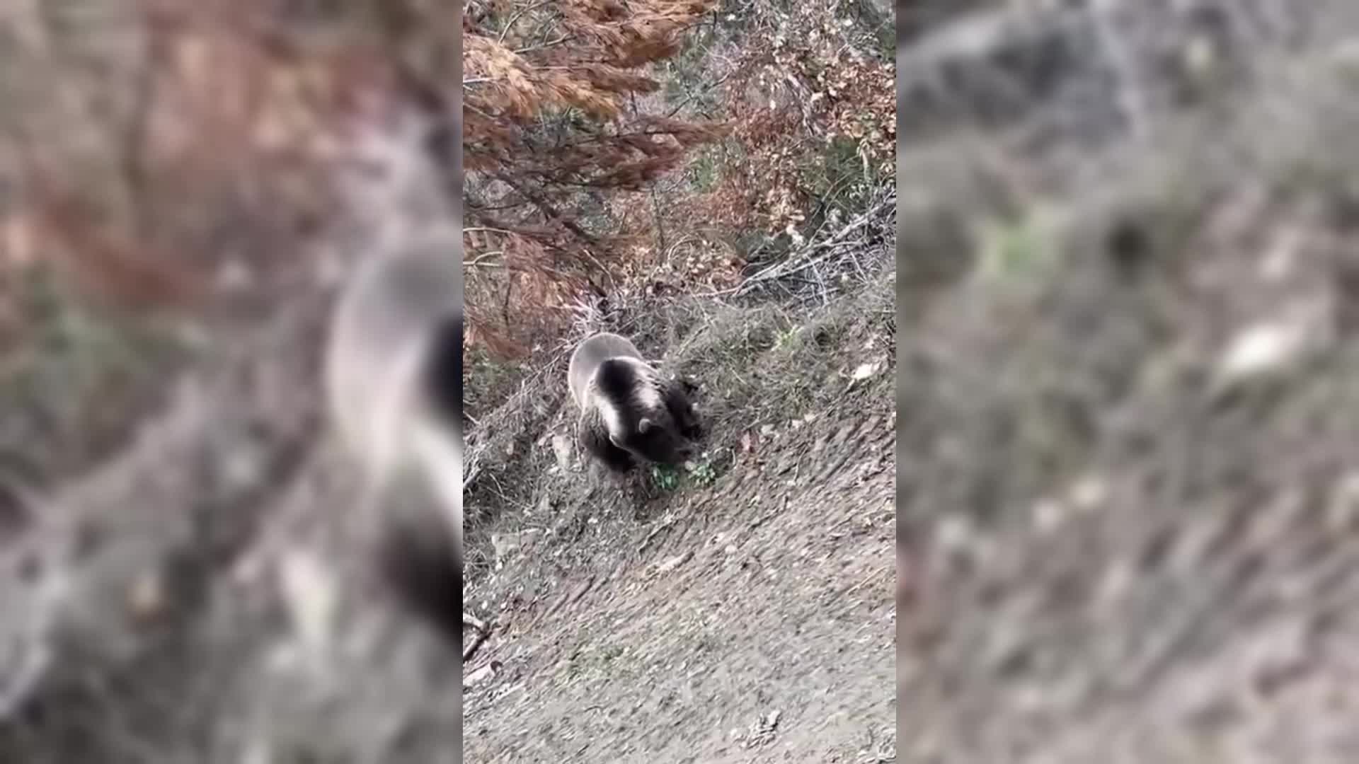 Boyabat'ta mantar toplayan vatandaş ayı ile göz göze geldi