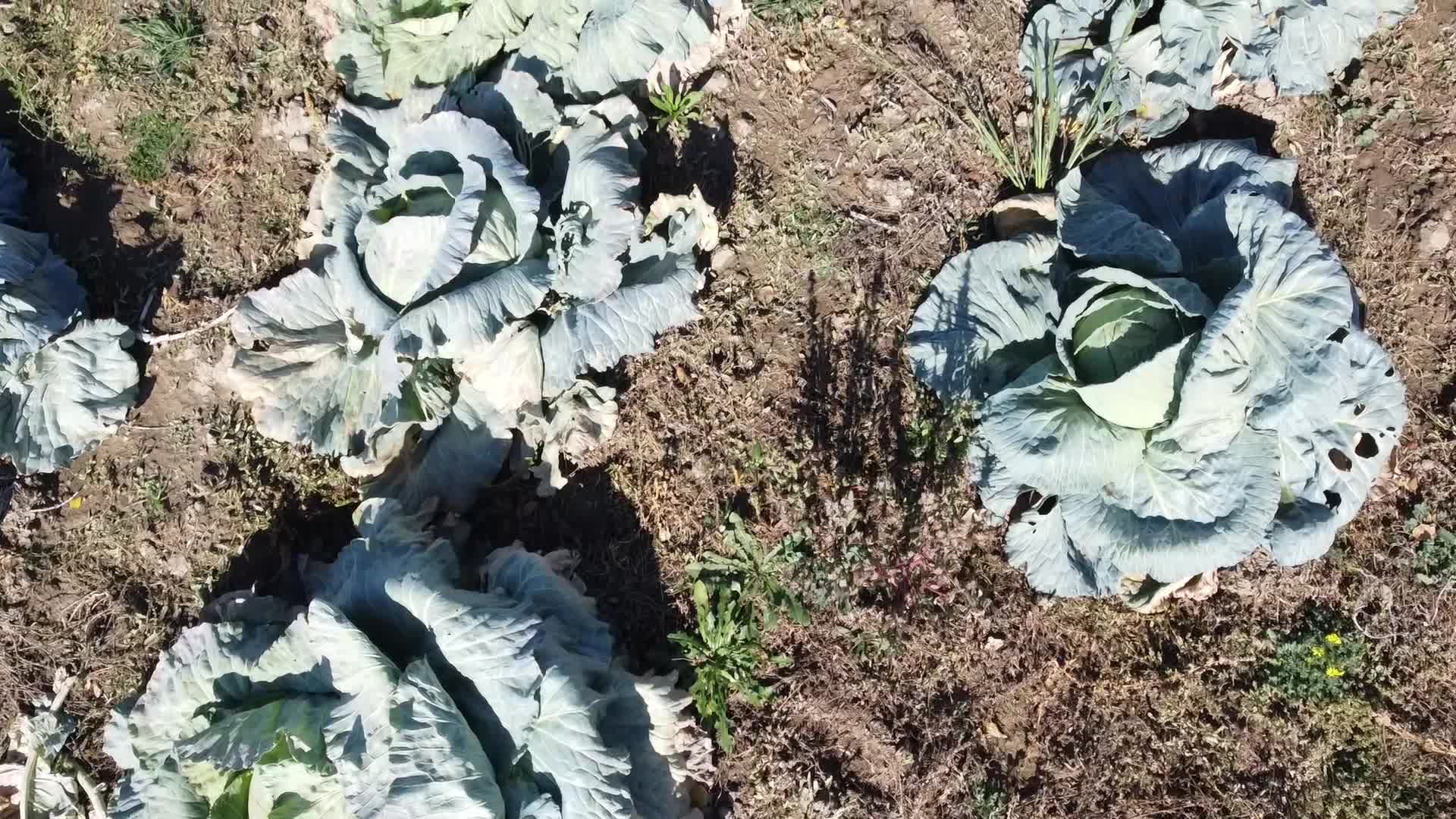 Yozgat’ta lahana yetiştiricileri, aracıların düşük fiyat teklifleri üzerine tarladan satışa başladı