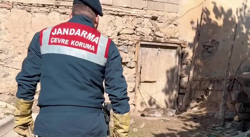 Van'da köylülerin bulduğu Vaşak koruma altına alındı