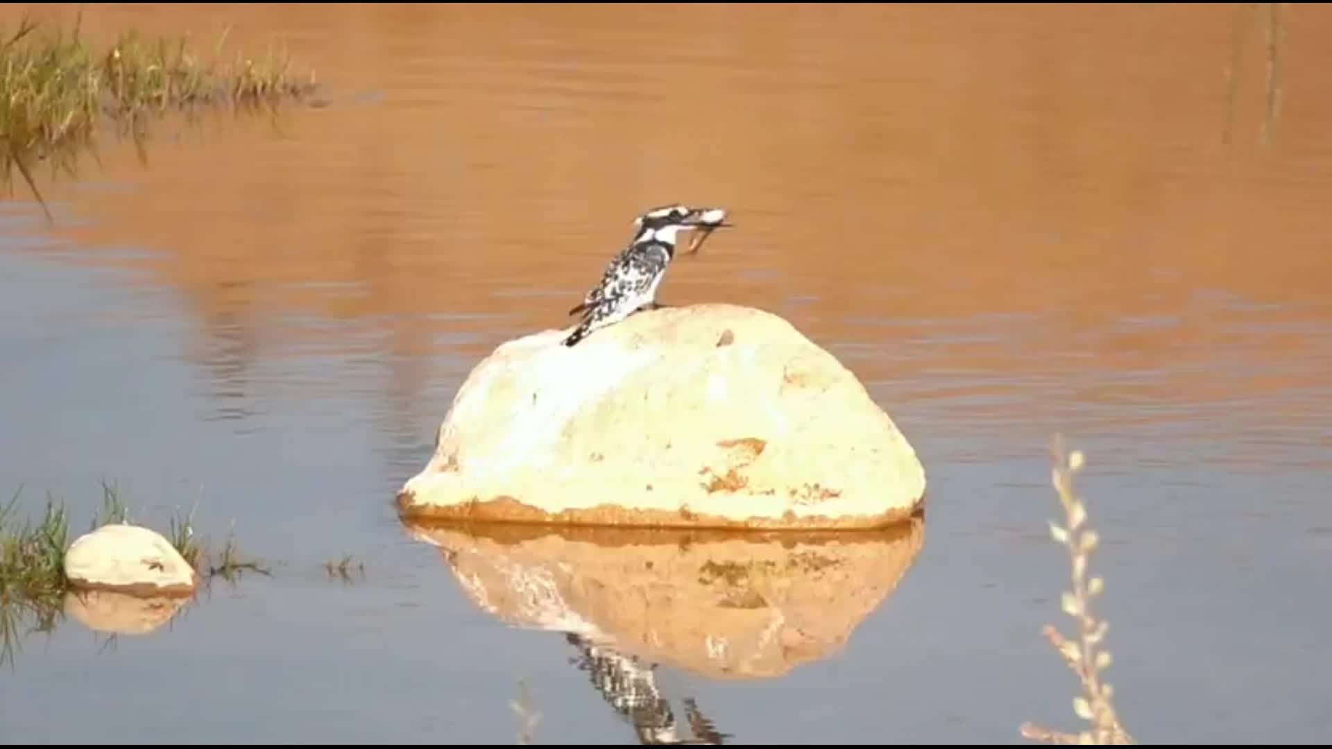 Adıyaman’da ilk kez alaca yalıçapkını görüntülendi