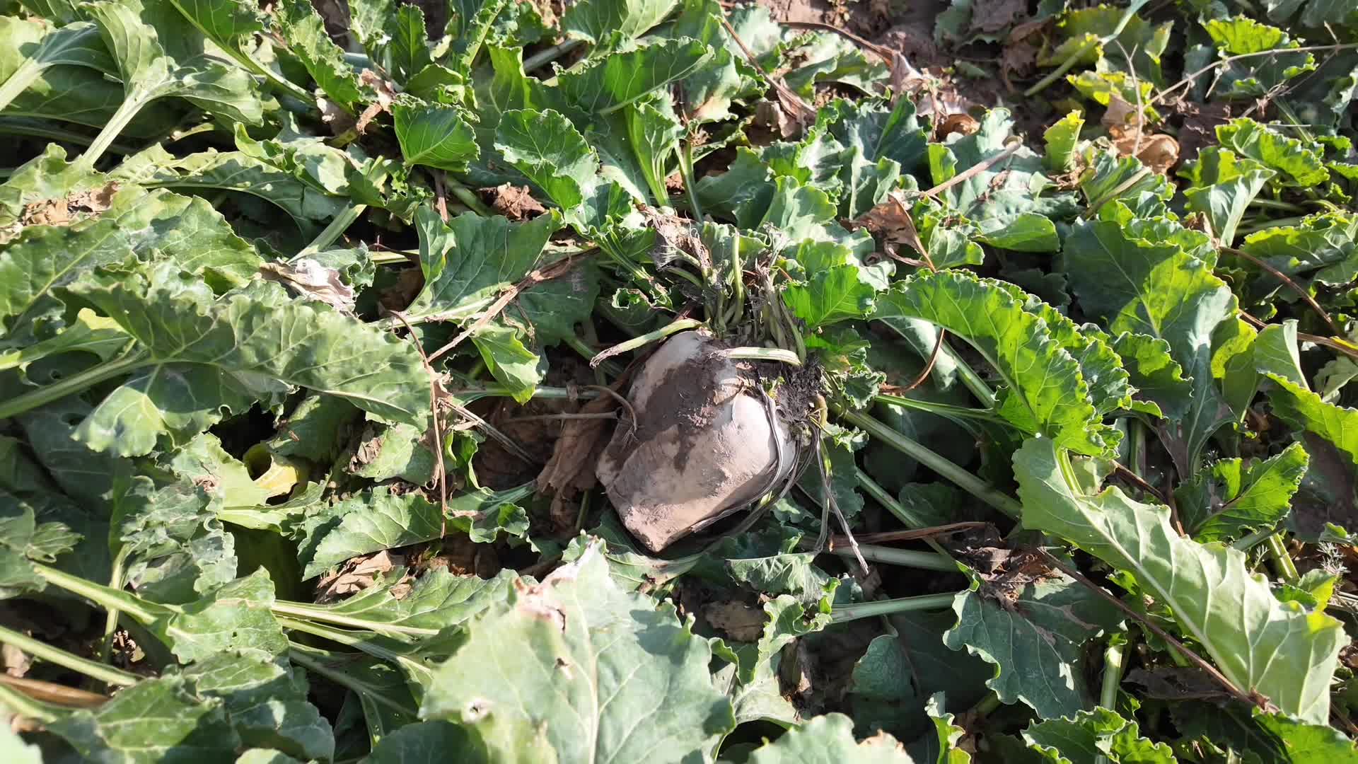 Yozgat'ta şeker pancarı hasadı devam ediyor... Ziraat mühendisi Altıntaş: “Türkiye'de nişasta bazlı şeker belası var”