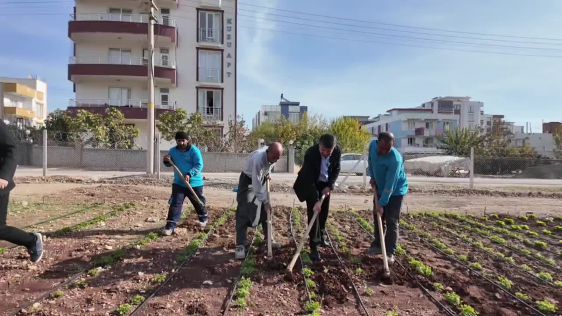 Adıyaman Belediyesi’nde hasat şenliği: Kadın emeğiyle üretilen sebzeler tezgaha çıktı