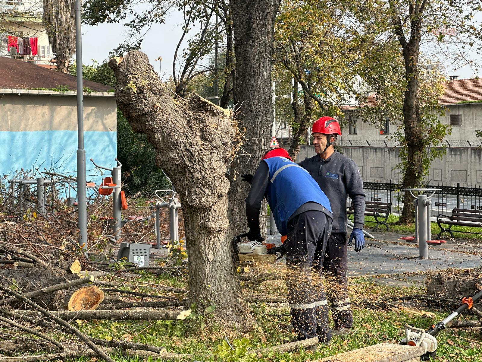 Bakırköy Belediyesi'nden teke böceğine karşı etkin mücadele