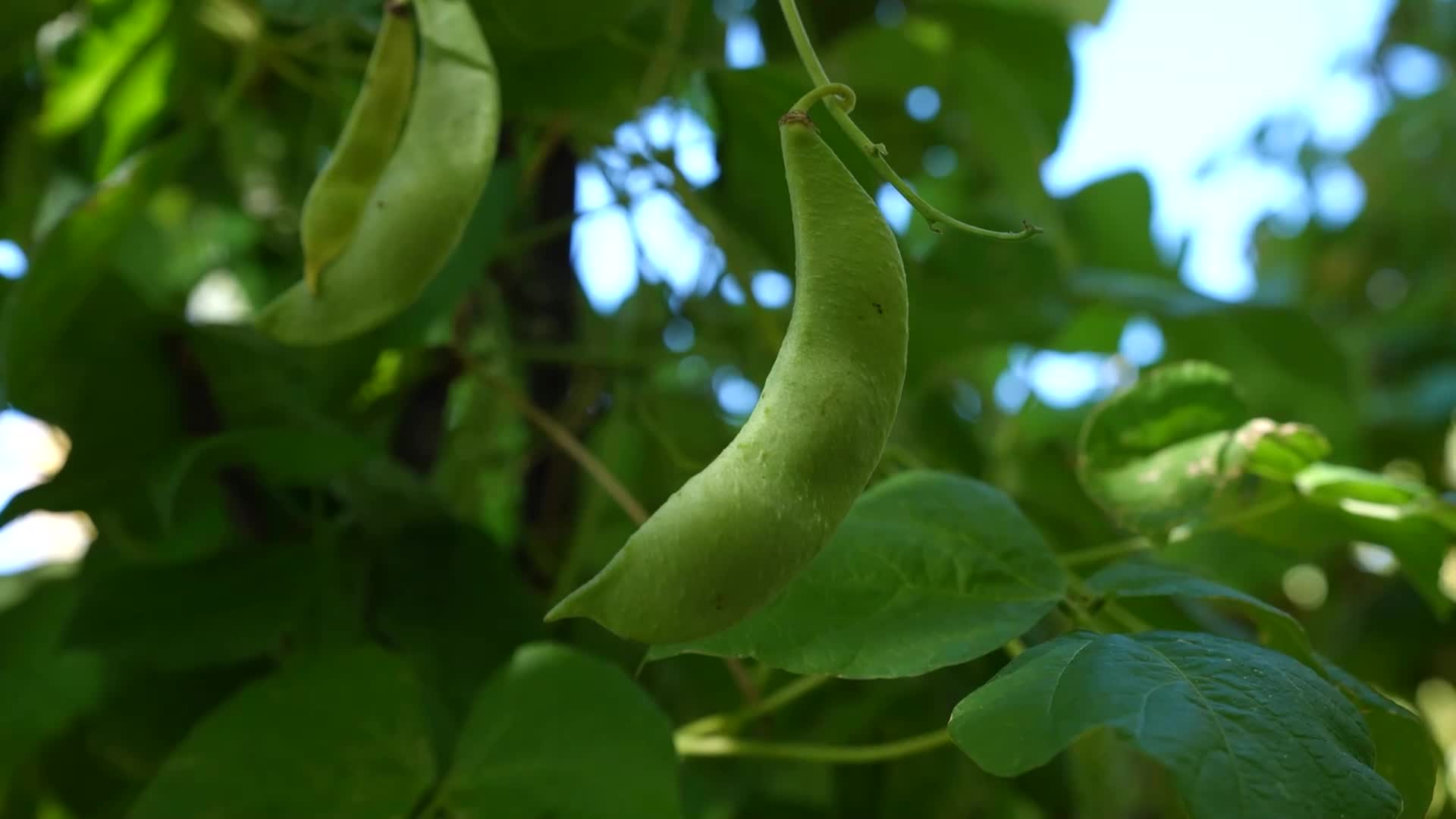 Mersin Büyükşehir Belediyesi'nden 15 üreticiye 150 kilo leklek fasulyesi tohumu desteği