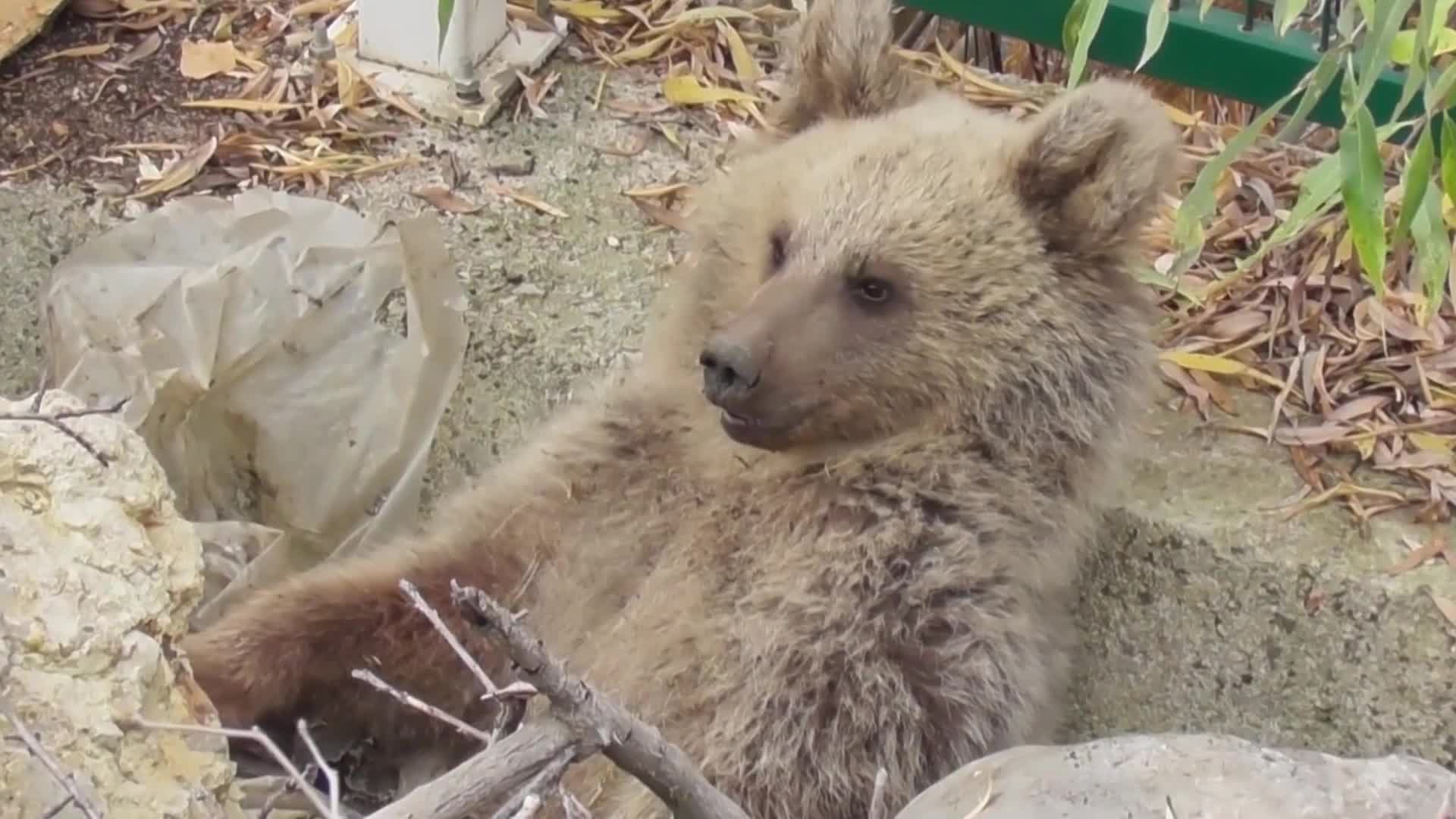 Tunceli’de silahla vurulan yavru boz ayının vücudundan çıkarılan mermi balistik incelemeye alındı