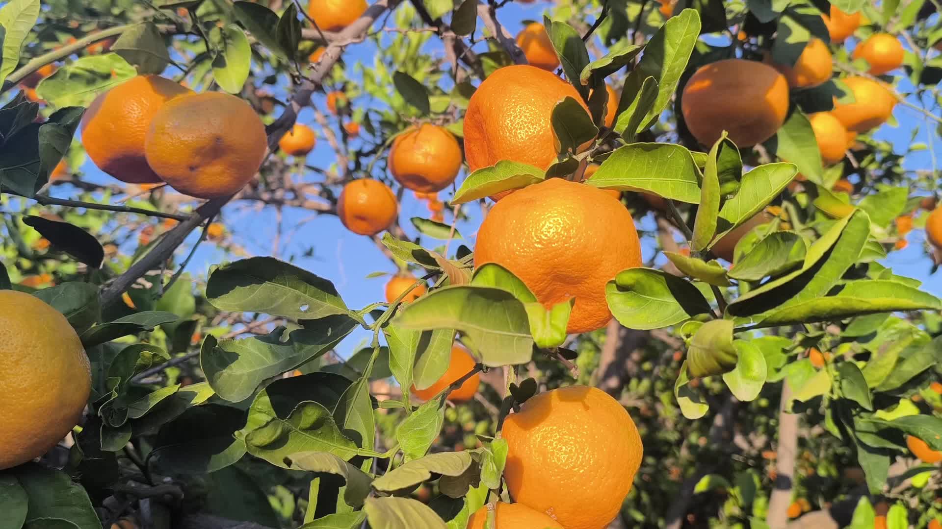 Adanalı mandalina üreticisi: "Kilosu 1 lira, satamıyoruz"