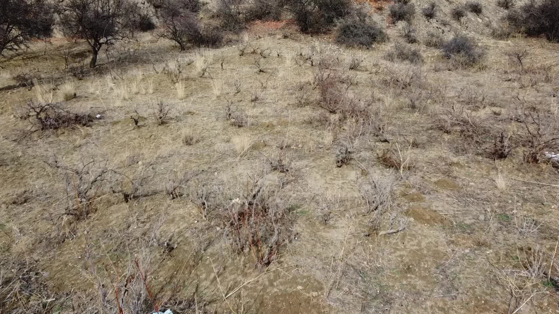 Yozgat’ta don sorası kuruyan üzüm bağları budanarak yenilenmeye çalışılıyor
