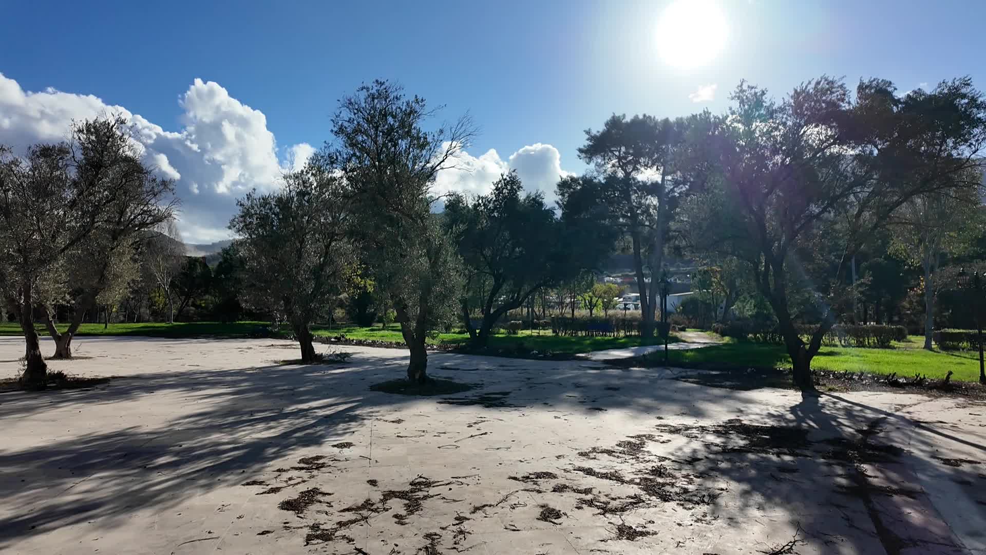 Bornova’da bin 500 zeytin ağacında hasat başladı