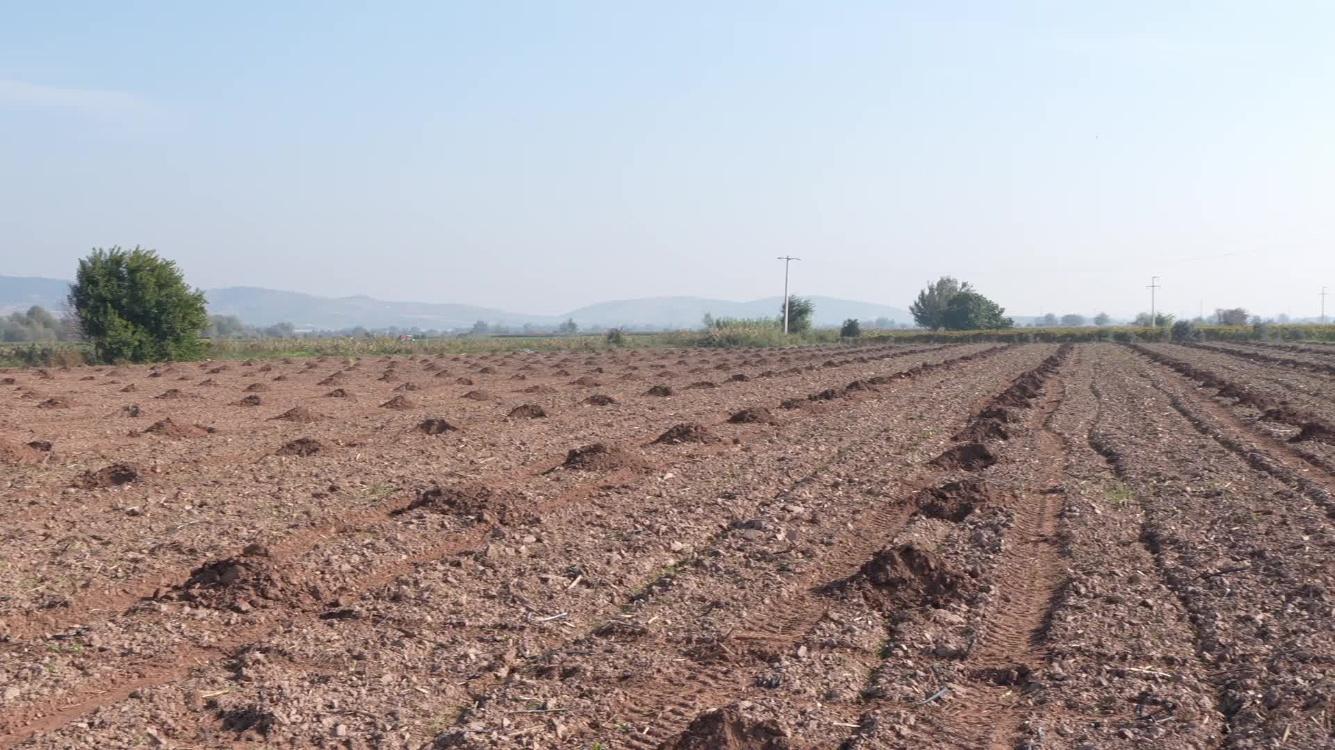 Turgutlu'da bin 790 zeytin ağacı toprakla buluşturuldu