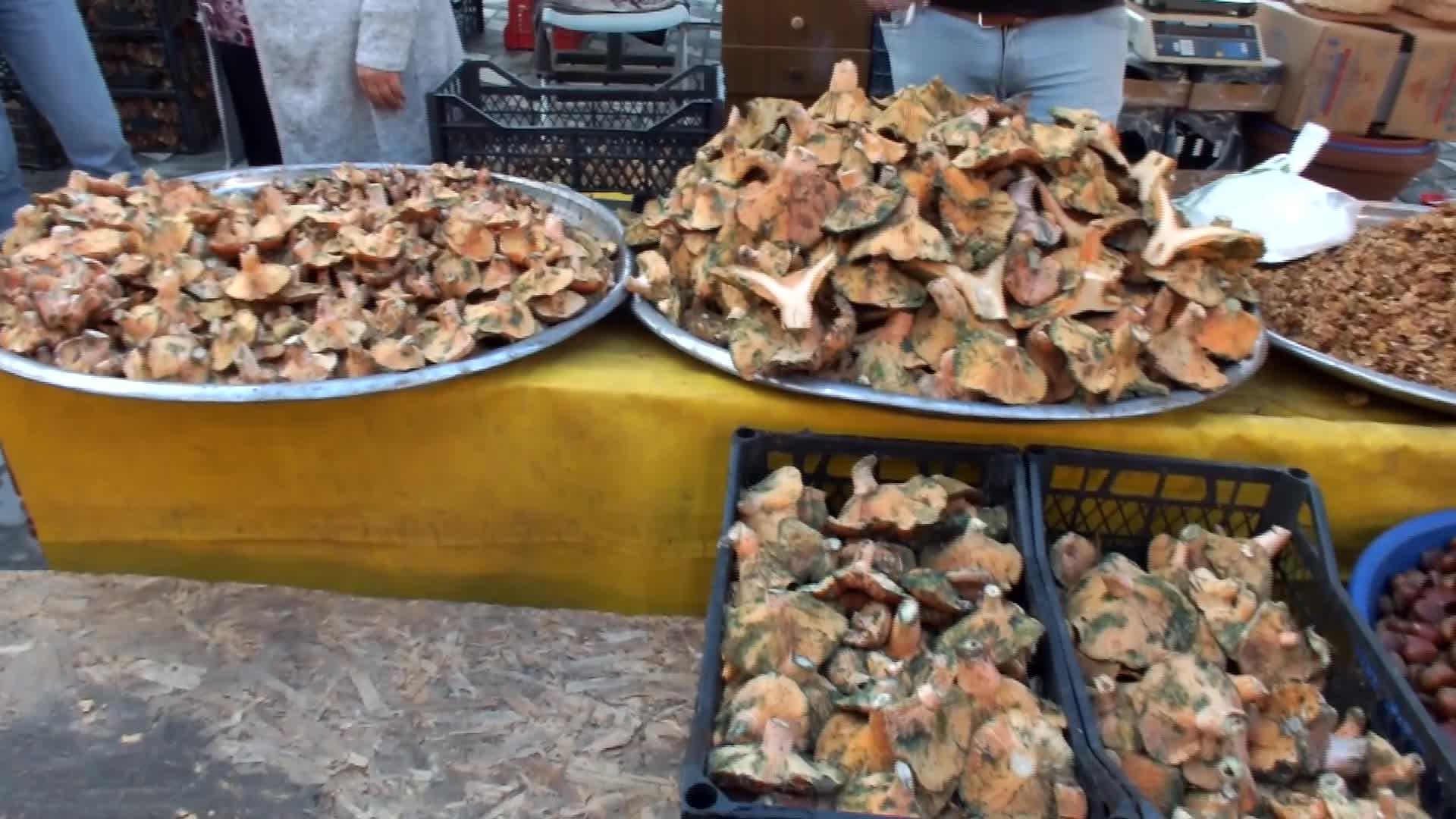 Balıkesir'in Burhaniye ilçesinde Melki mantarı bereketi yaşanıyor
