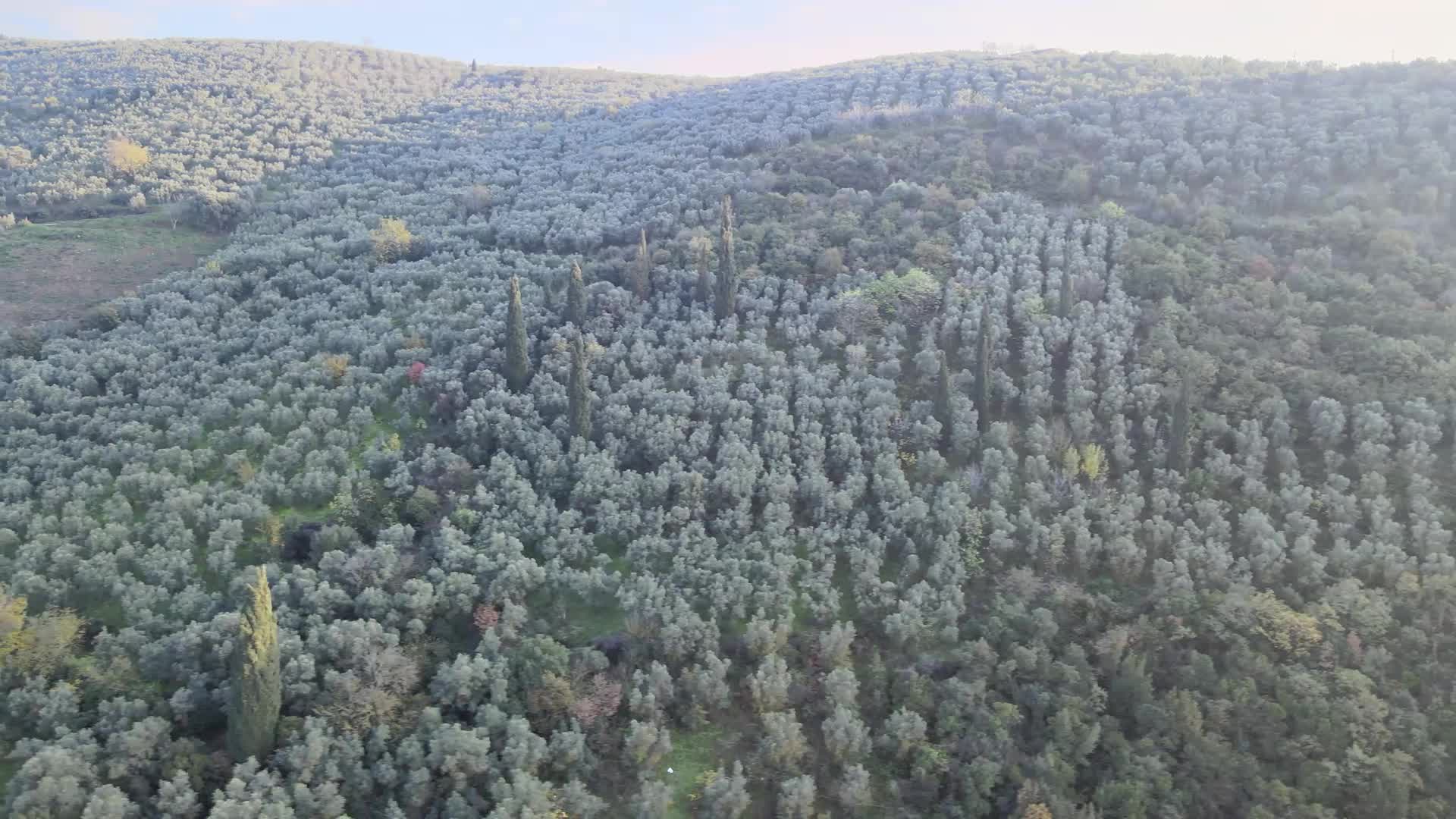 Gemlik Belediyesi’nden zeytin üreticisine destek