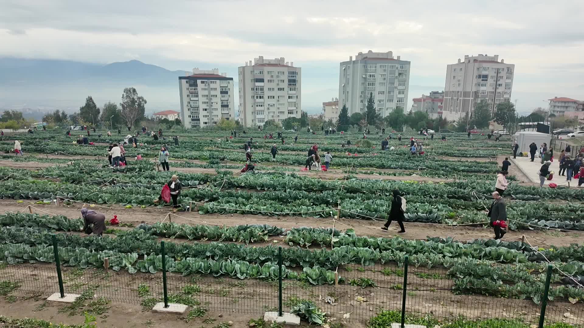 Kadınlar ektiklerini biçti: Bornova’nın Kent Bostanlarında kış hasadı başladı