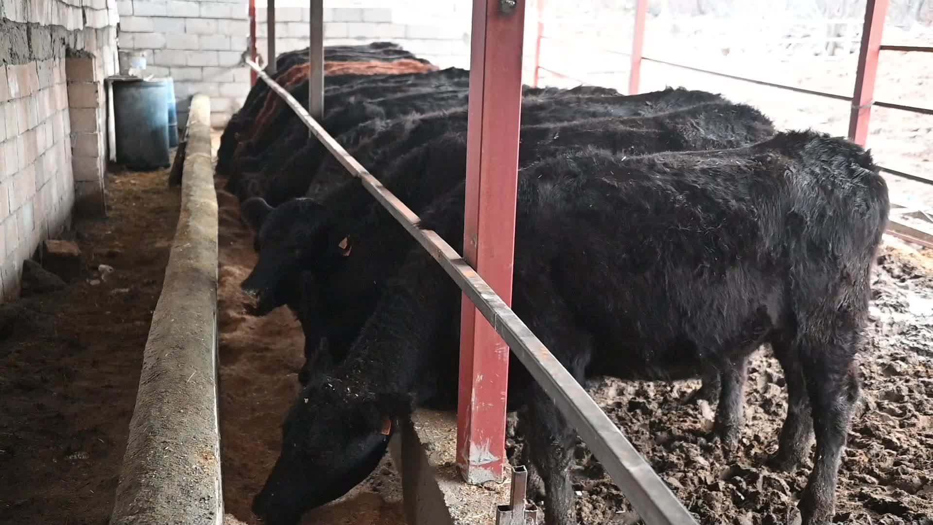 Yozgat'ta atanamayan hemşire besici oldu