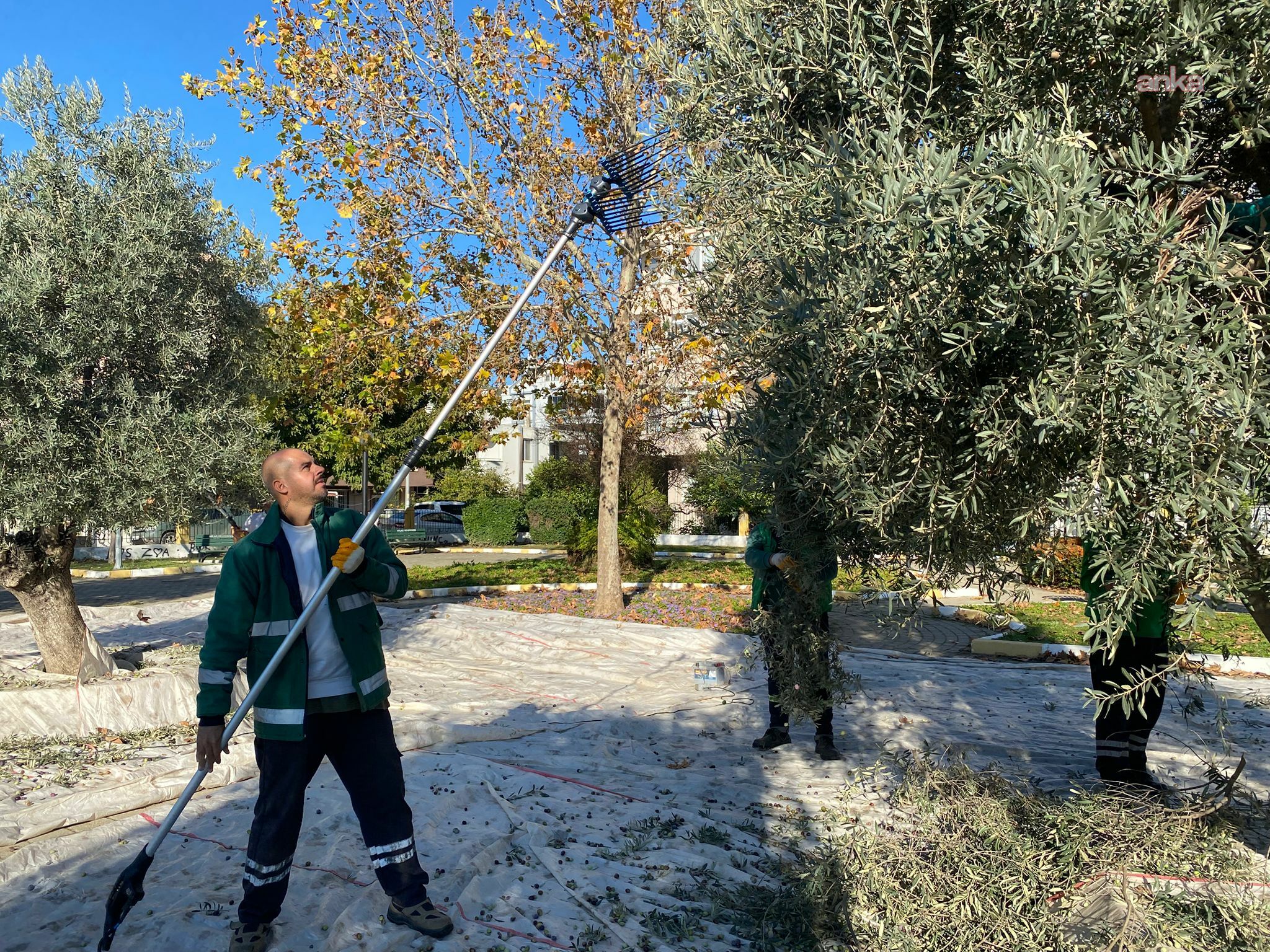 Milas Belediyesi, park ve yeşil alanlarda zeytin hasadına devam ediyor