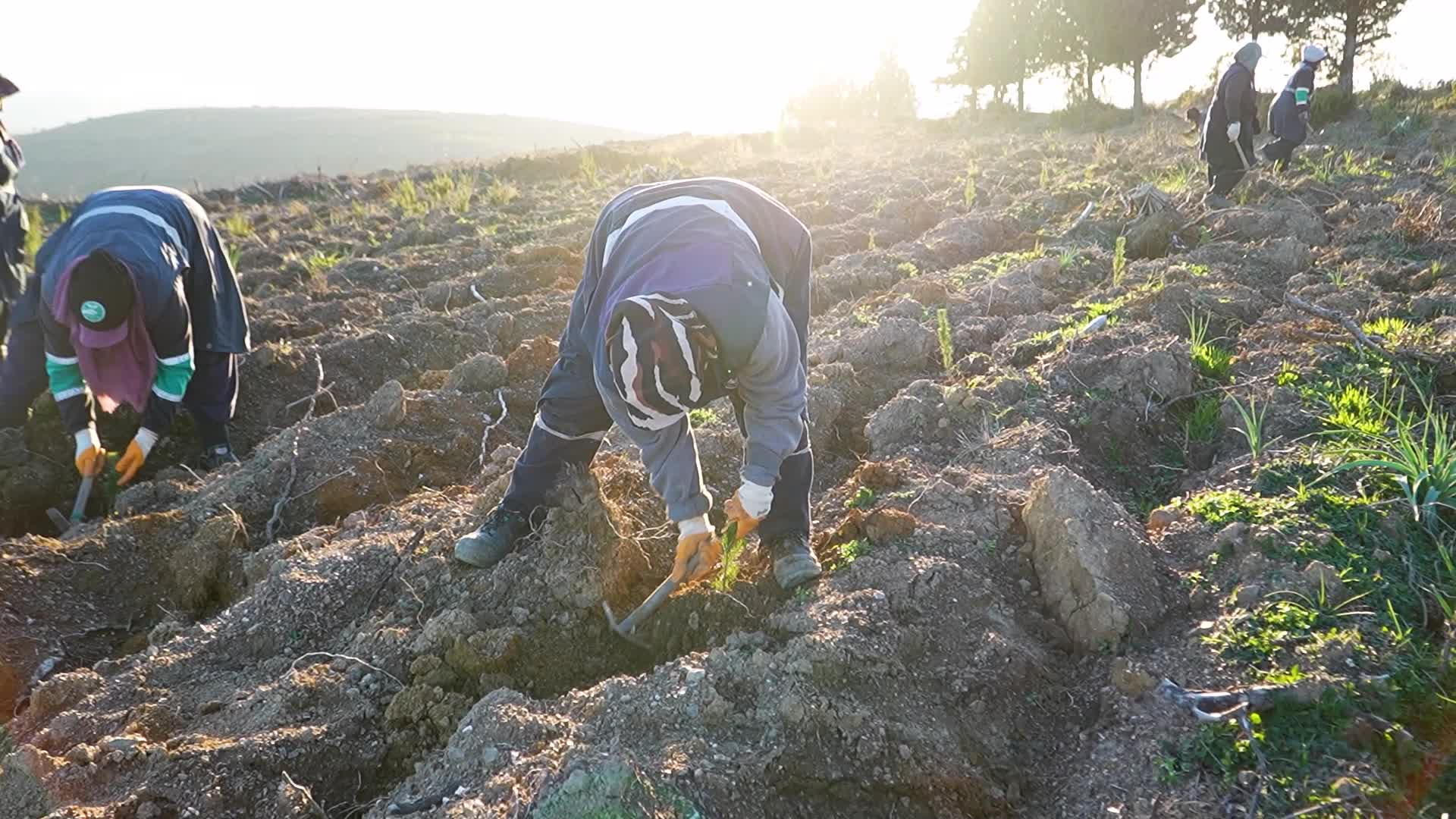 "Yeniden Yeşil Bursa" için 15 bin fidan toprakla buluşturuldu... Başkan Bozbey: “Her diktiğimiz fidan, kuraklığa karşı bir direnç oluşturacak”