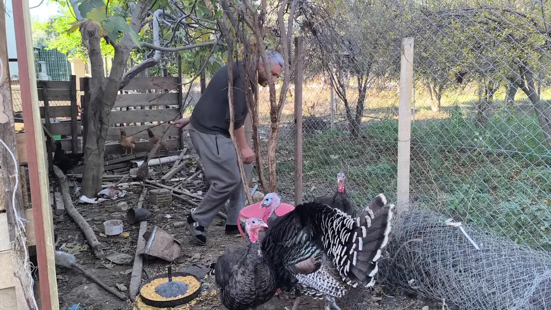 Artan yem fiyatları fiyatı ikiye katladı: Yılbaşı hindisinin kilosu 400 lira