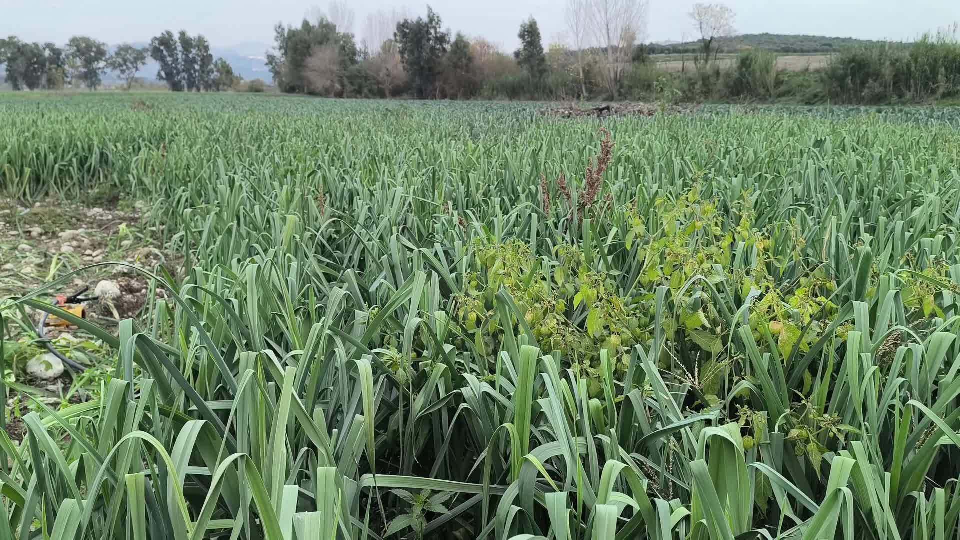 Yevmiye ile çalışan tarım işçisi: " Öğlen yemeğim bayat ekmek, 3-4 tane zeytin"