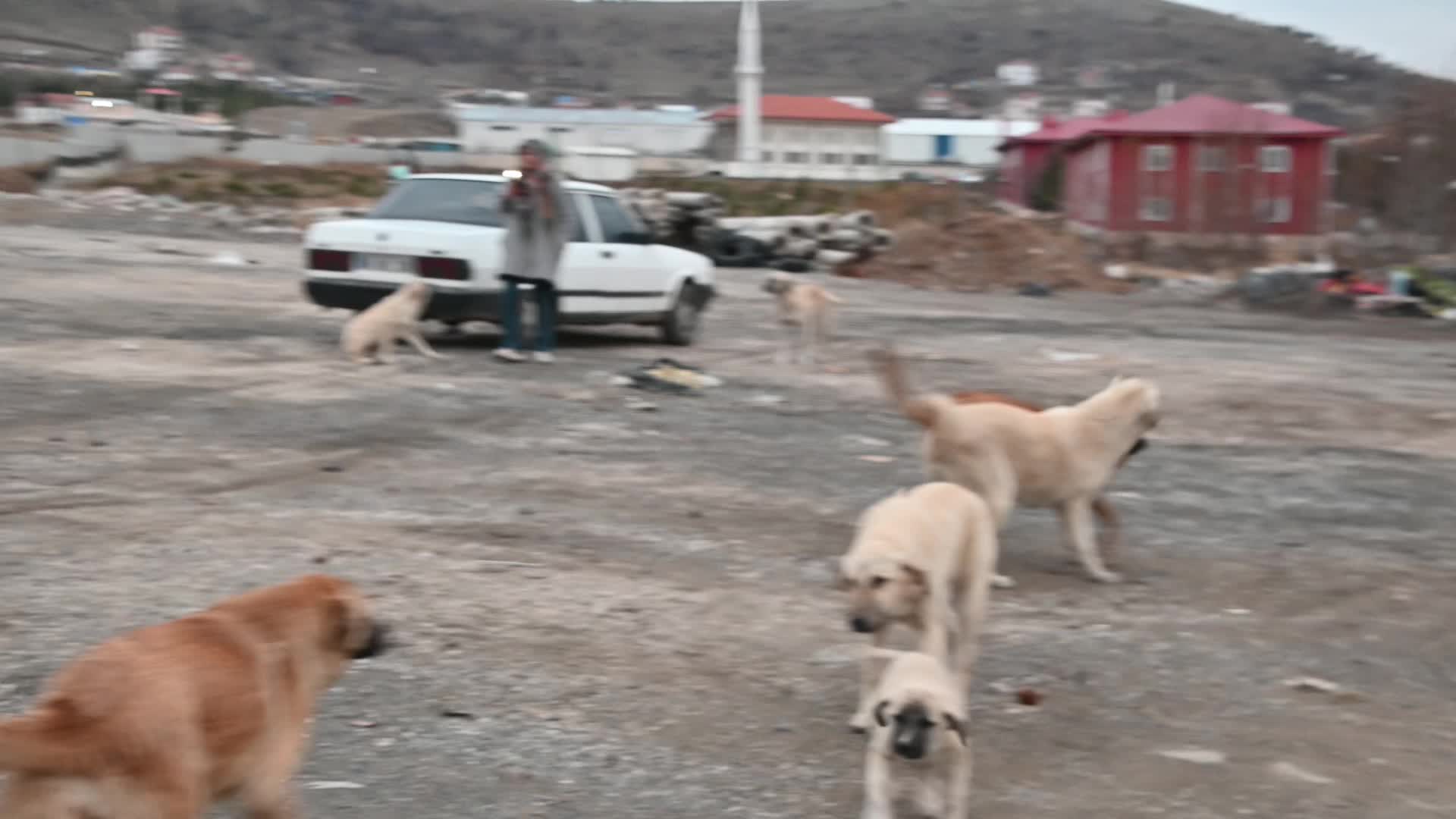 Yozgat'ta kedi ve köpekleri kimliklendirme çalışmaları devam ediyor