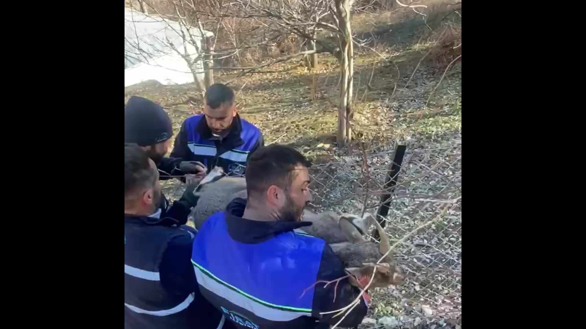 Tunceli’de tele sıkışan dağ keçisi elektrik işçileri tarafından kurtarıldı