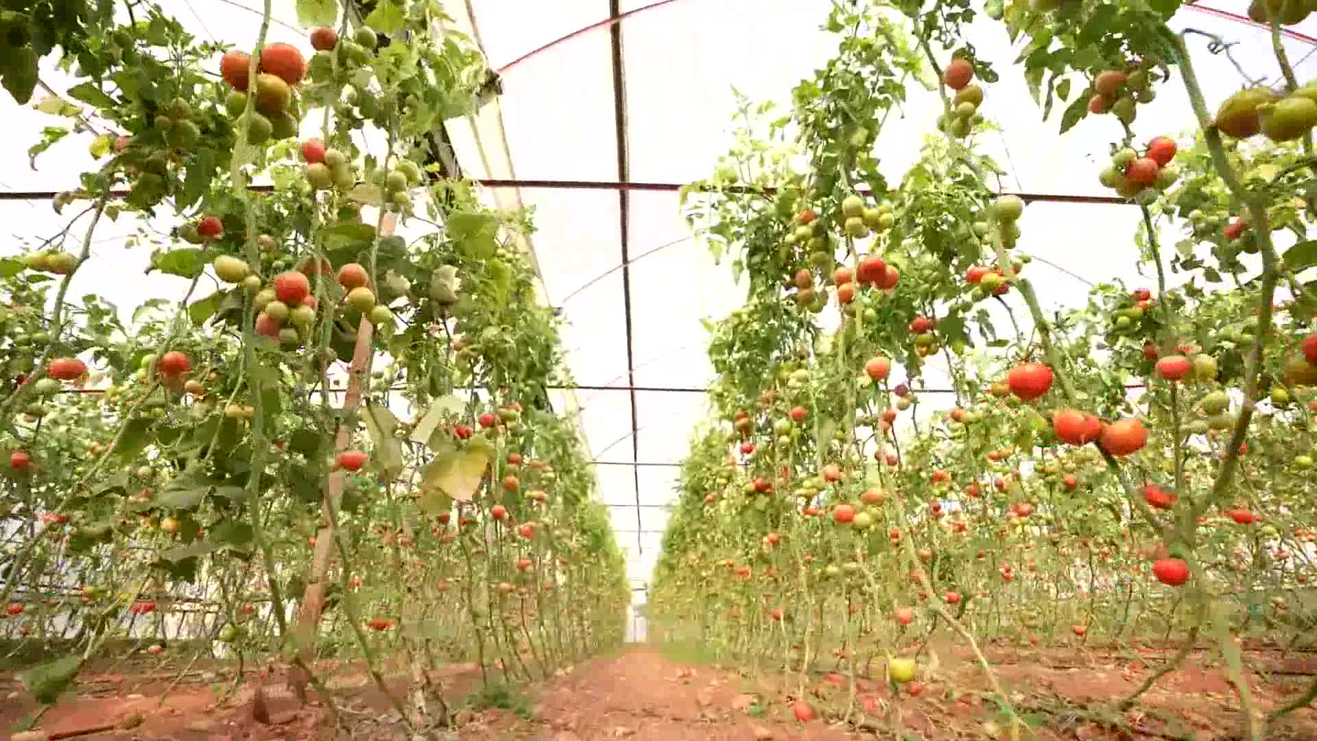ŞOK Marketler’de yeni dönem: Meyve-sebzede pestisit kontrol süreci bir adım ileri taşındı