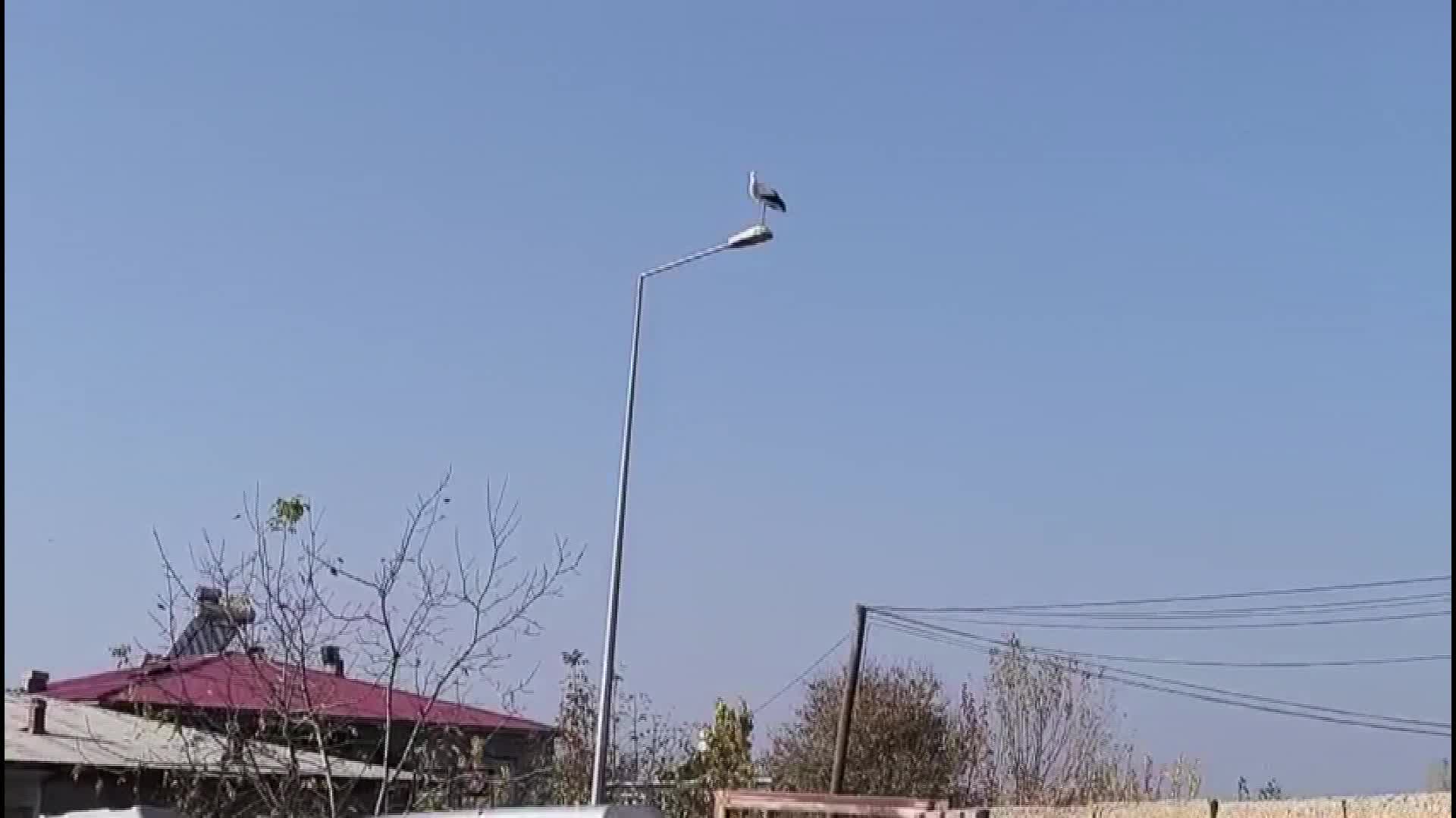 Aralık ayının sonuna rağmen baharın müjdecisi leylekler göç etmedi