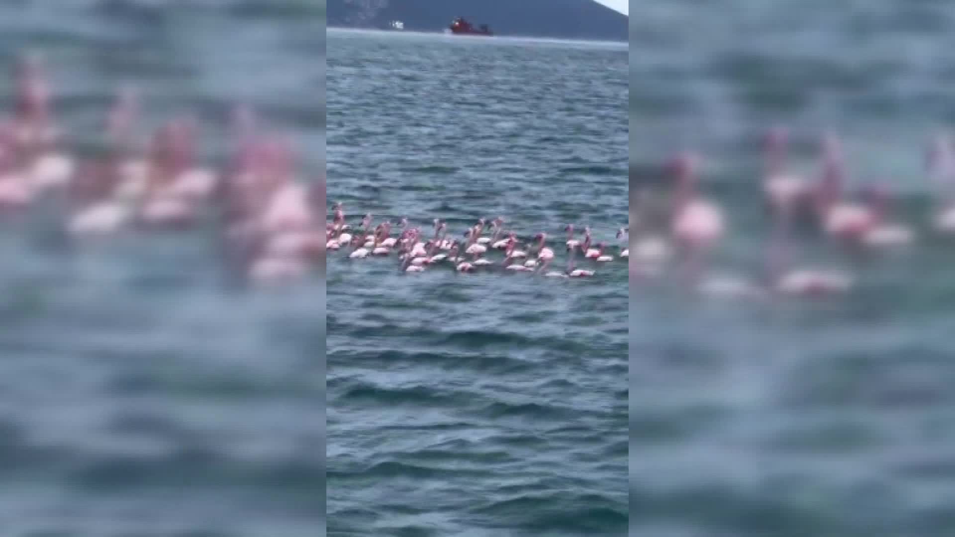 Sinop'ta flamingolardan görsel şölen
