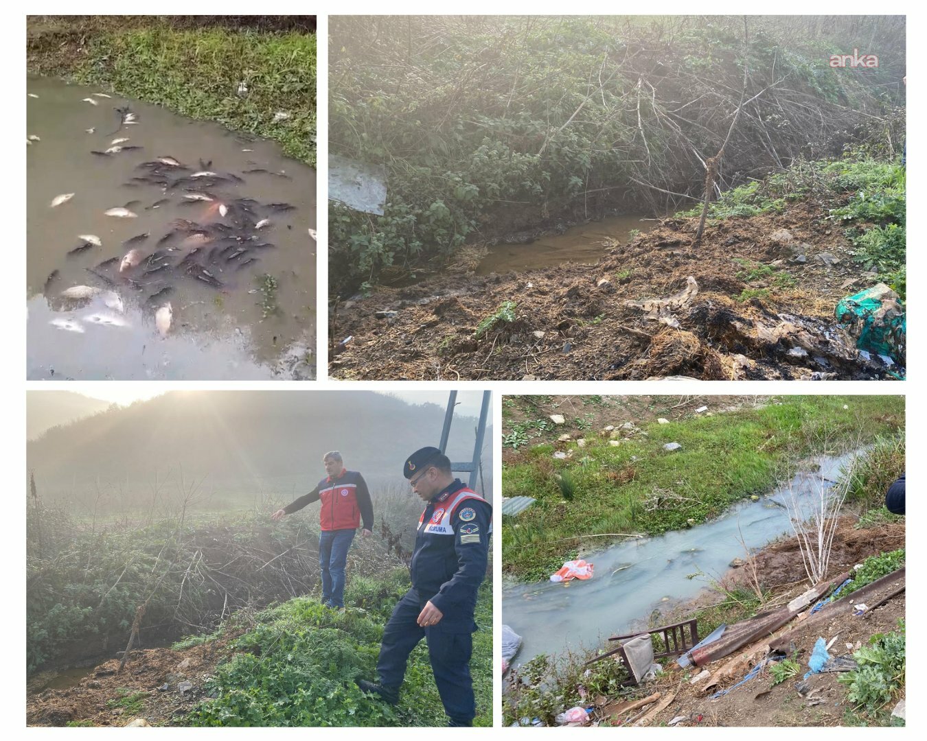 Arnavutköy'de toplu balık ölümüne neden olan işletmelere para cezası