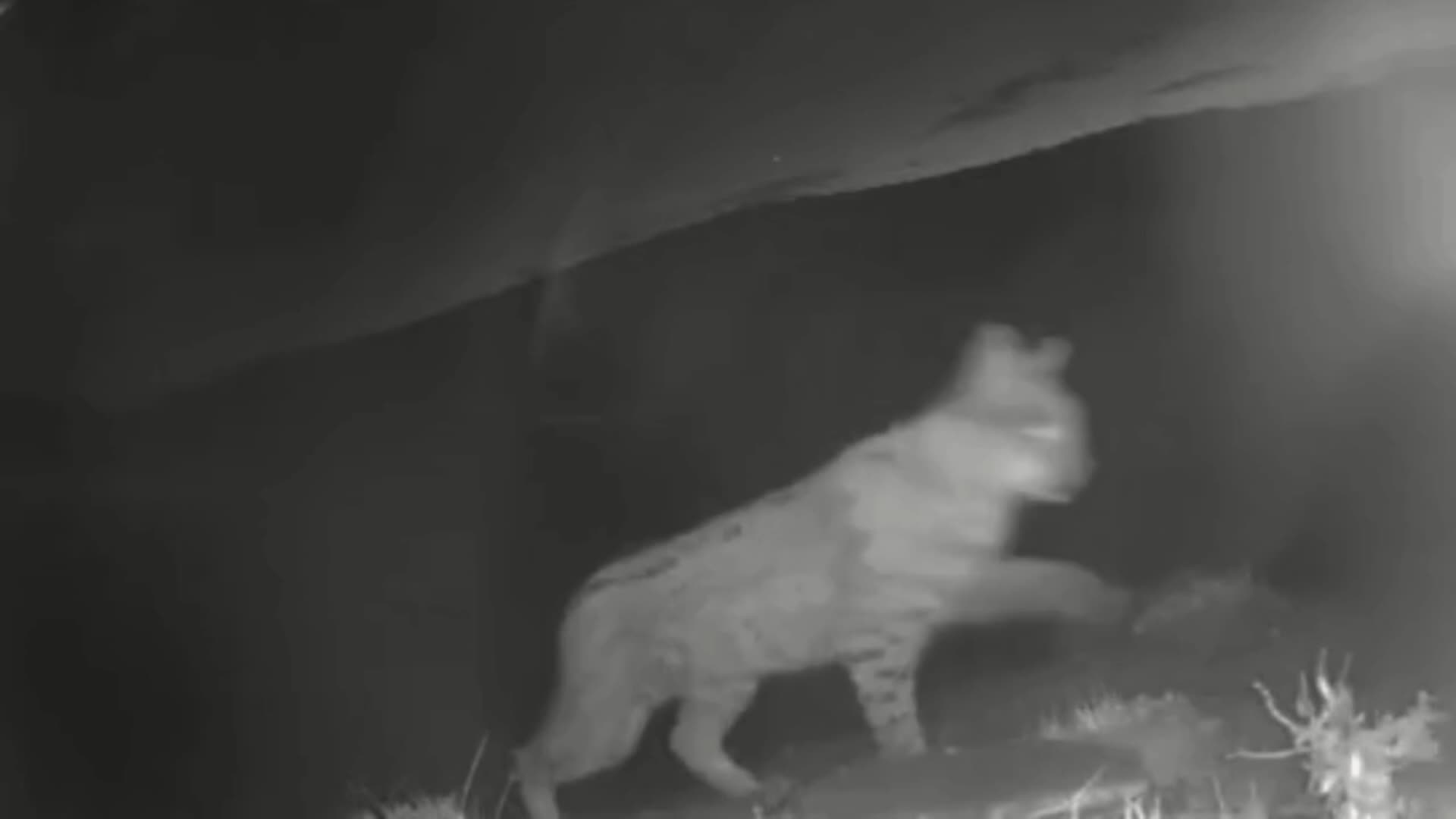 Tunceli'de yaban hayatı fotokapanlarla kayıt altına alınıyor