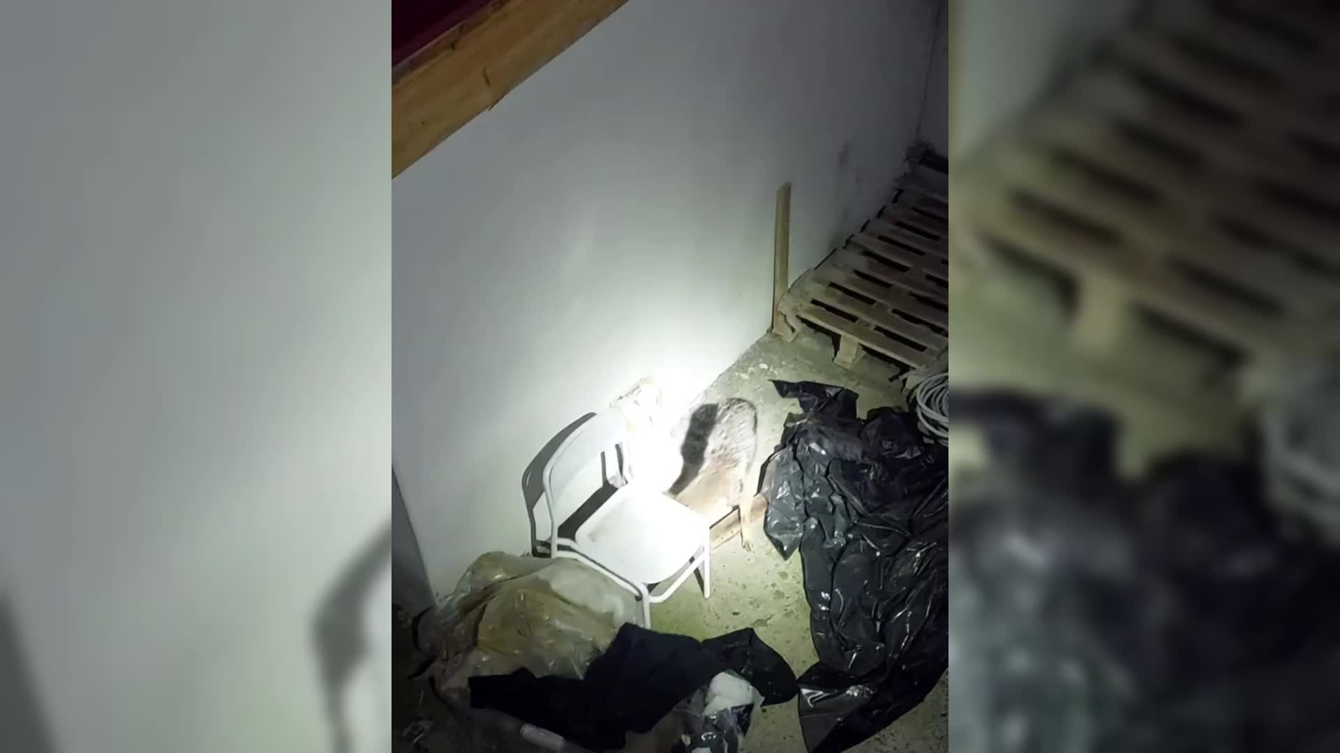 Sinop’ta iş yerinde mahsur kalan tilki kurtarıldı