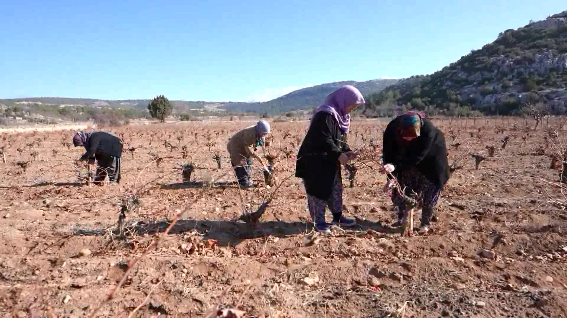 Mersin Büyükşehir Belediyesi, organik tarımı desteklemeye devam ediyor