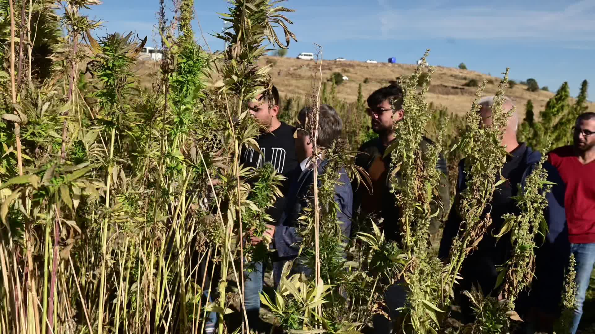 Yozgat’ta kenevir tohumu ıslah çalışmaları devam ediyor