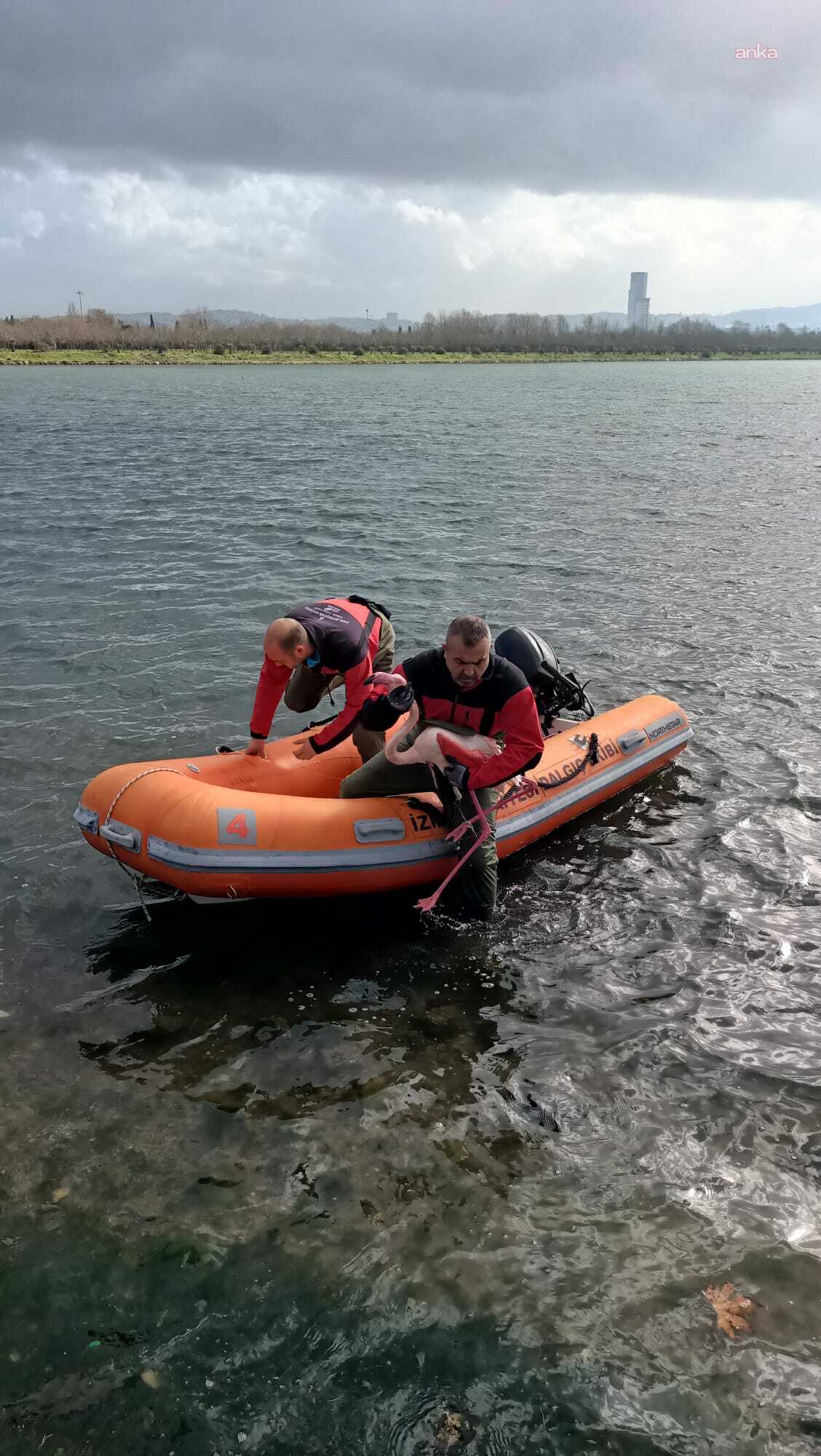 İzmir İtfaiyesi, ayağına misina dolanan flamingoyu kurtardı