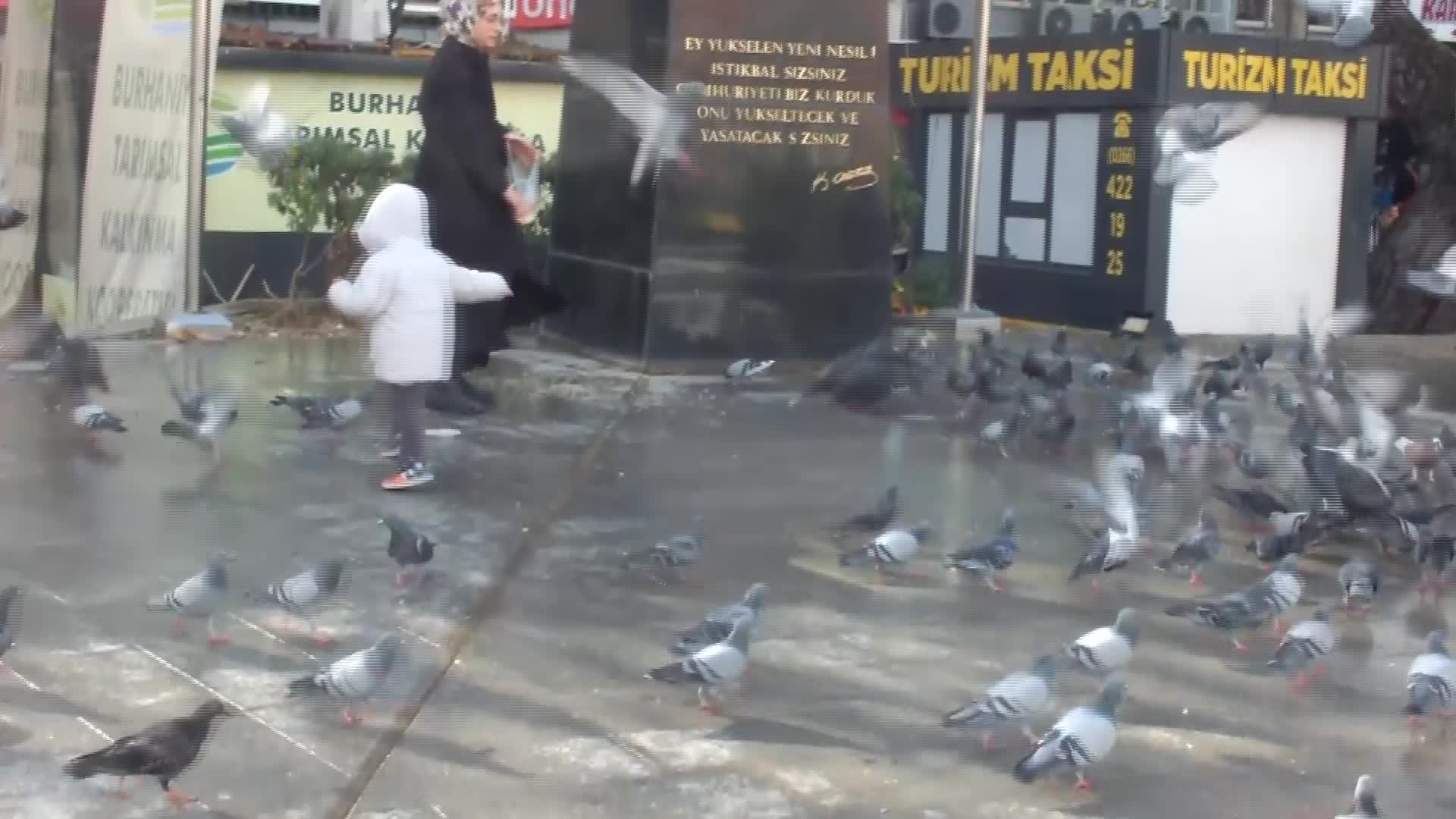 Burhaniye'de güvercinler imece ile besleniyor