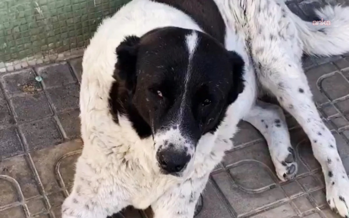 Ankara’da  Matmazel adlı köpeği darbeden sorumluların iş akitleri feshedildi