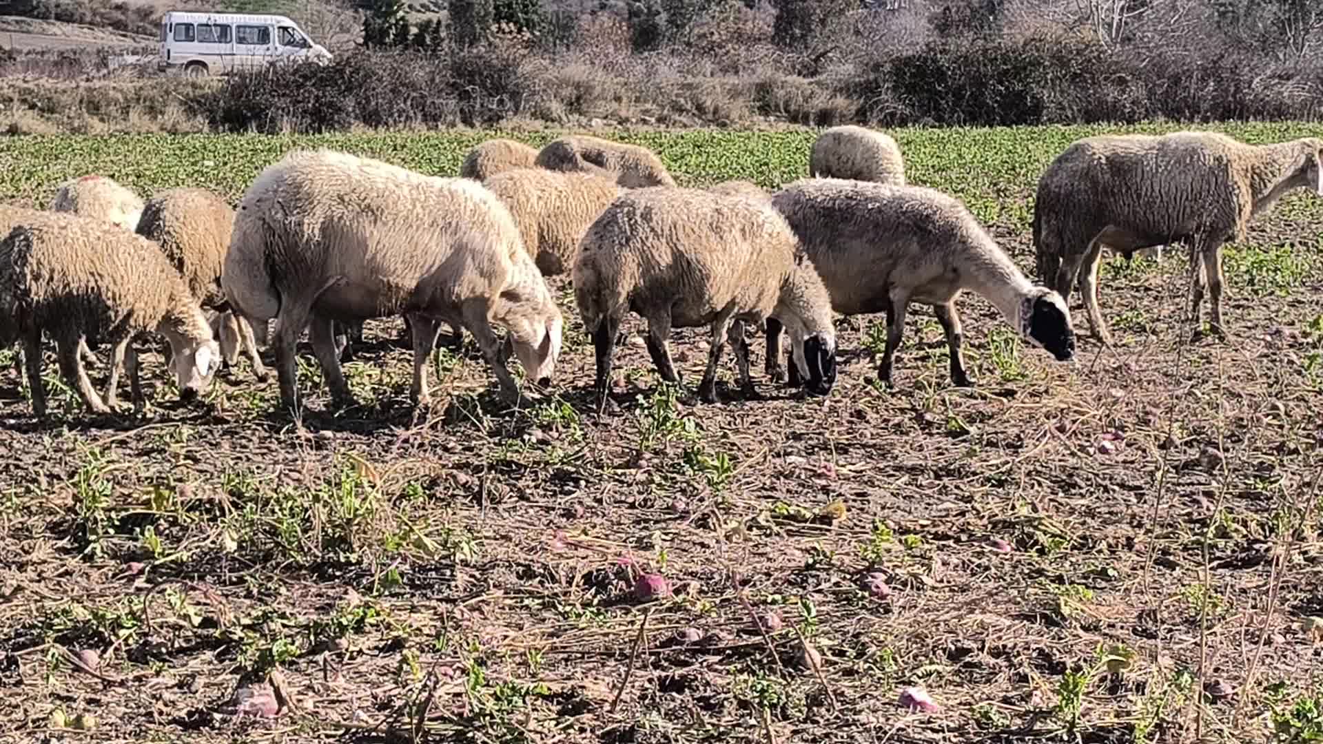 Osmaniyeli çiftçinin satılmayan turpları koyunlara yem oldu