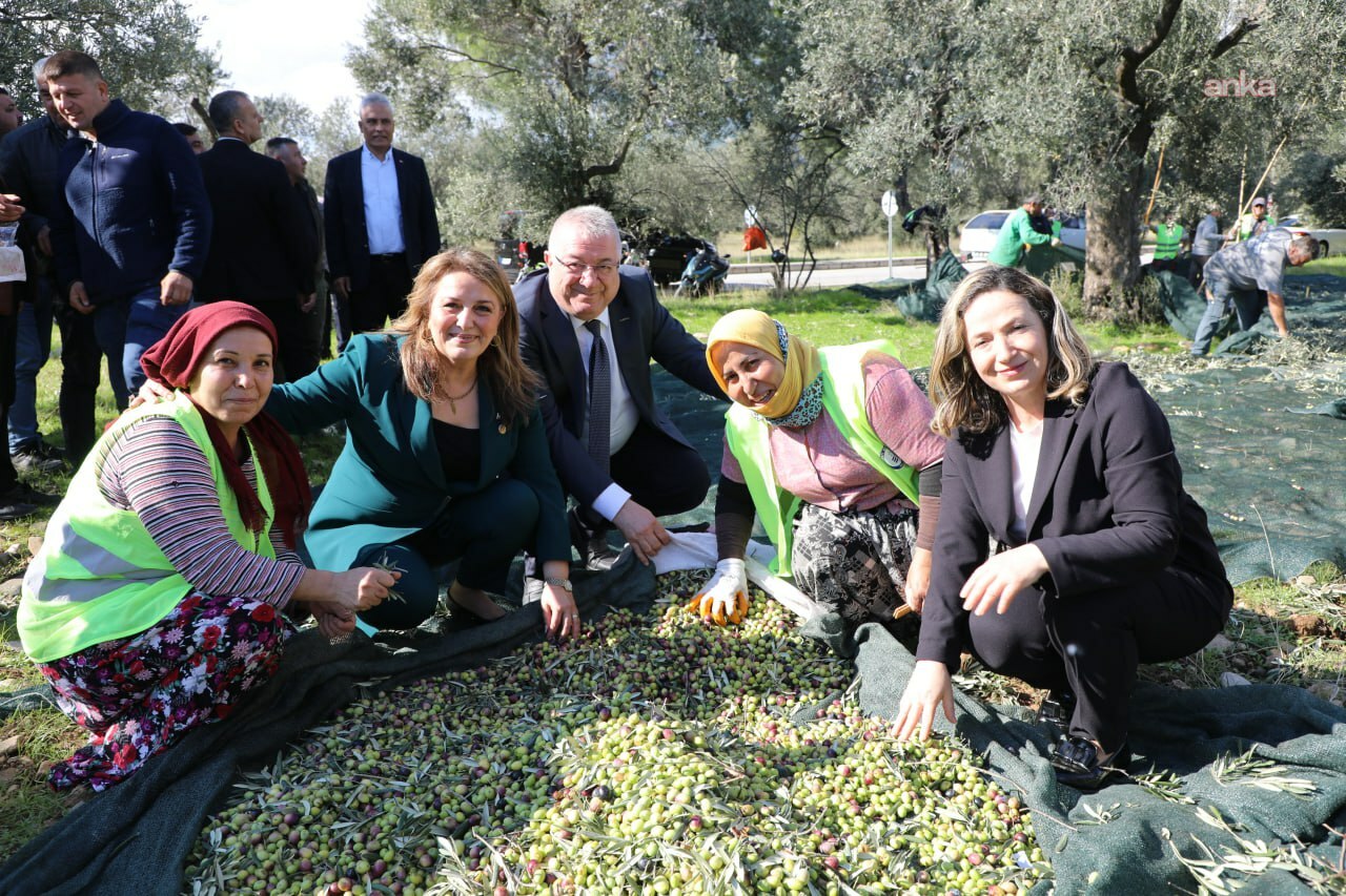 Edremit’te zeytin hasadı “MECİ Şenliği” ile taçlanıyor