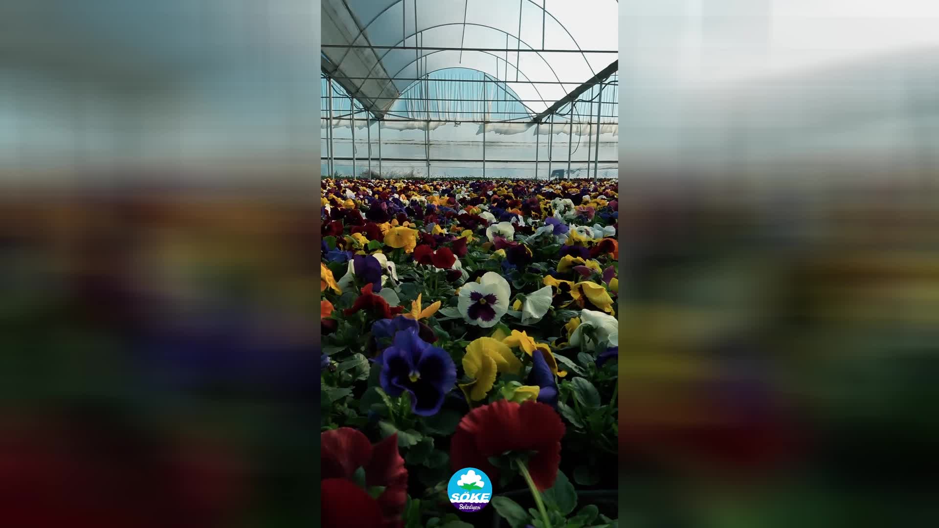 Söke Belediyesi, kendi serasında toplam 9 bin 635 çiçek ve bitki yetiştirdi