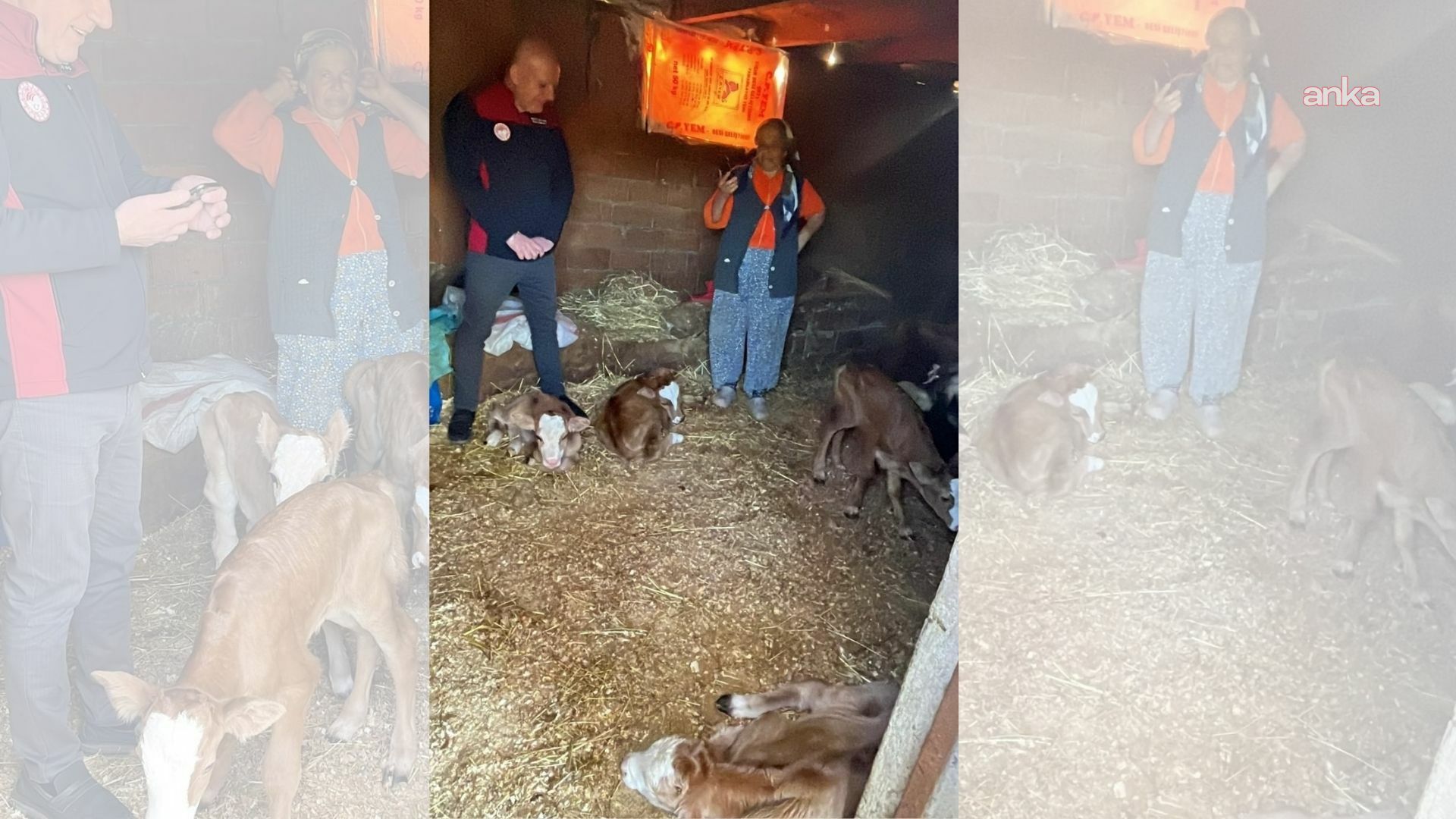 Muğla Köyceğiz'de bir inek dördüz doğurdu, sahipleri hem şaşırdı hem sevindi
