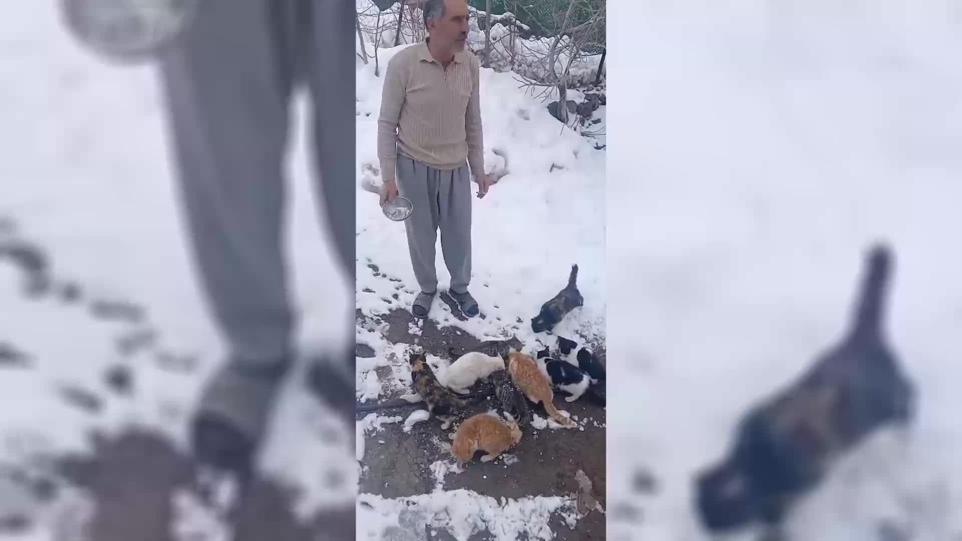 Elazığ Alacakaya'da sokak hayvanları soğuk ve açlıkla karşı karşıya, muhtar azası mama talep etti
