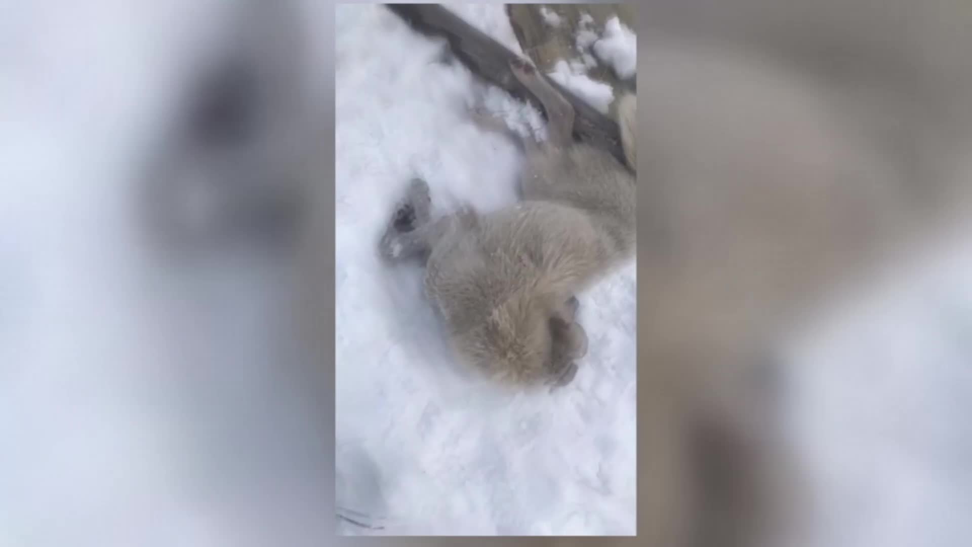 "ARDAHAN GÖLE'DE ZABITA ZEHİRLİ İĞNEYLE SOKAK KÖPEĞİ VURDU" İDDİASI TEPKİ ÇEKTİ. BAŞKAN İDDİAYI REDDETTİ