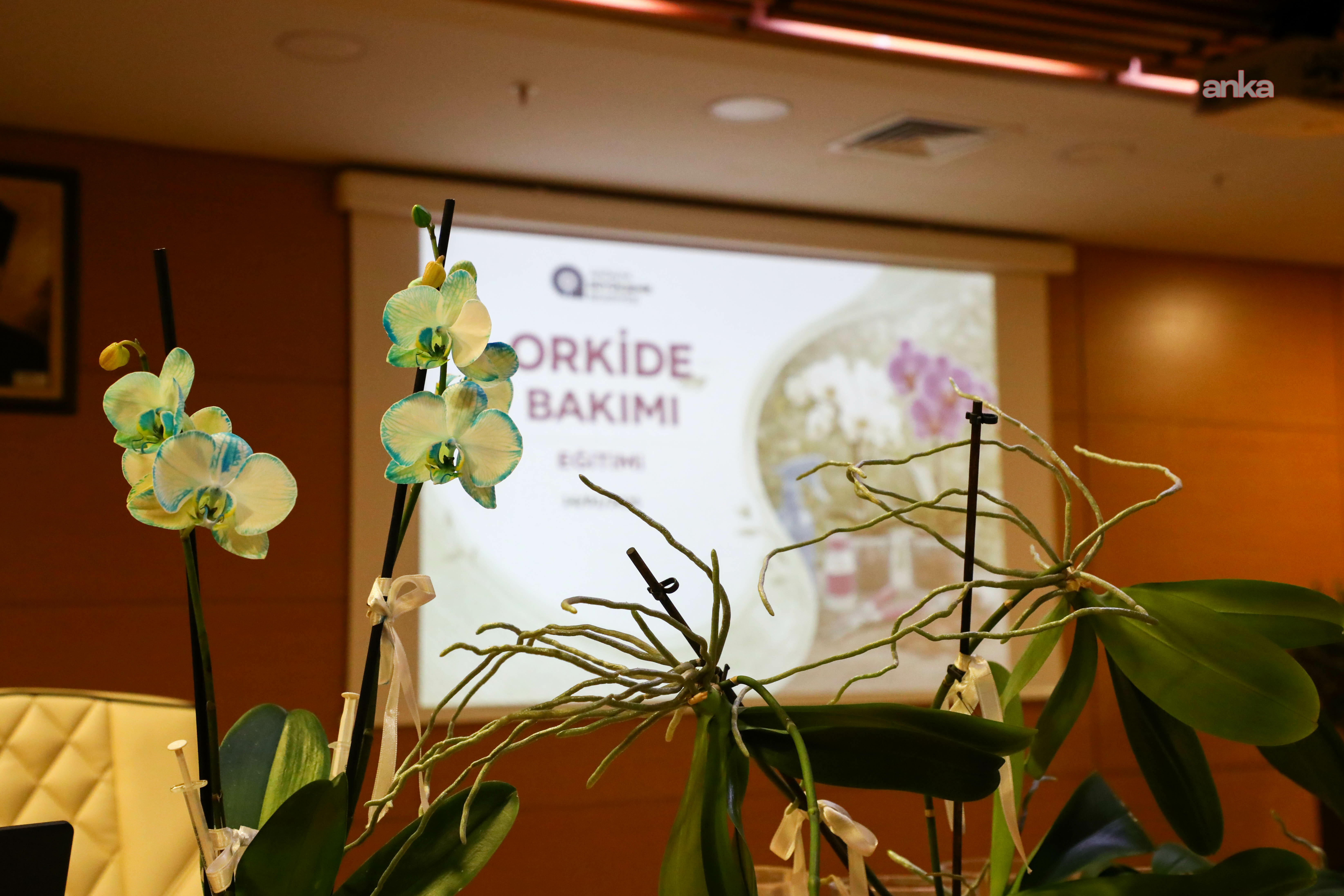 Antalya Büyükşehir Belediyesi'nden orkide bakımı eğitimi