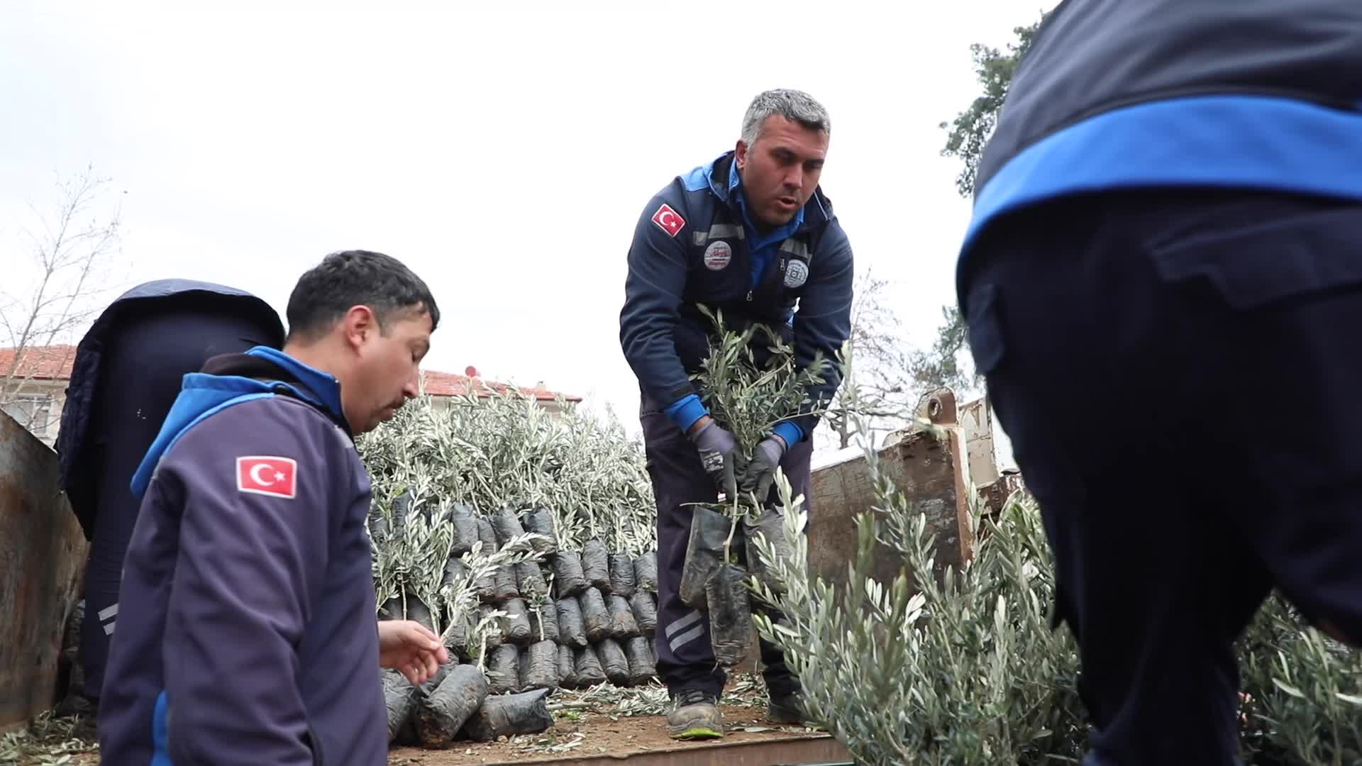Muğla Büyükşehir Belediyesi’nden Ula’da üreticiye zeytin ve ceviz fidanı desteği