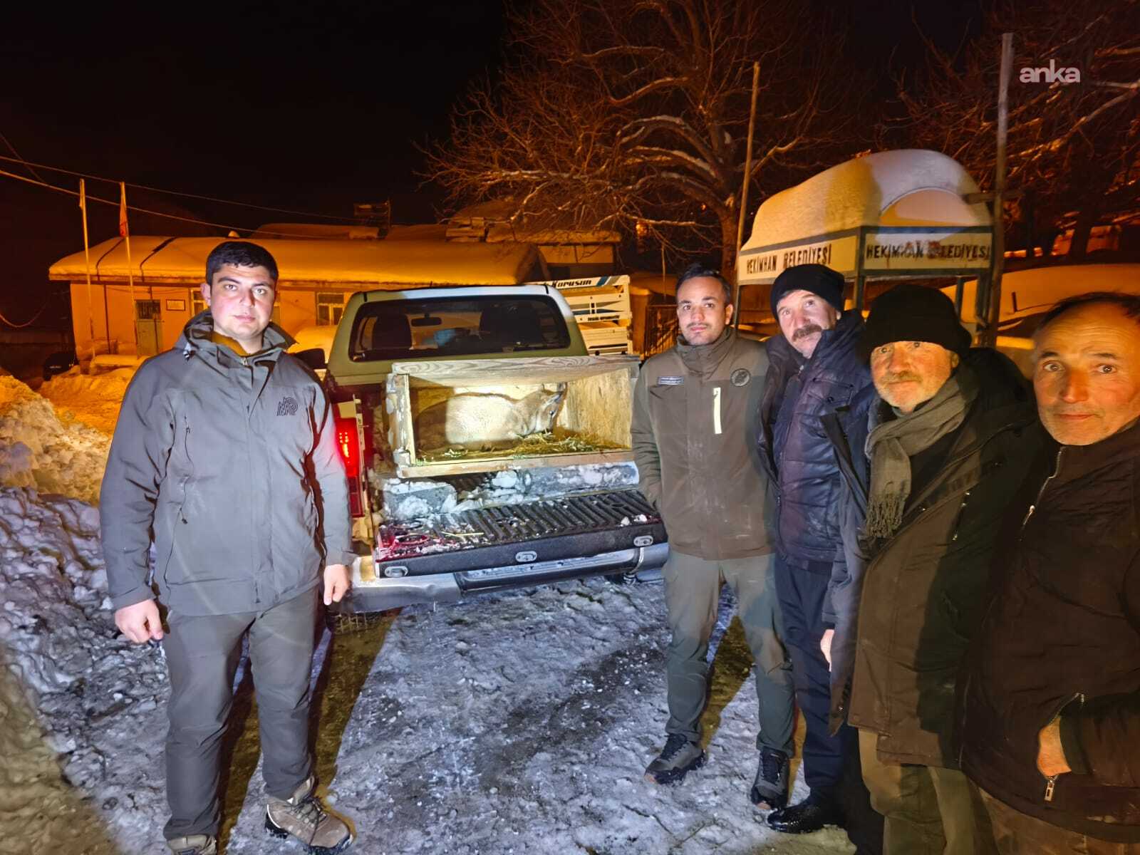 Hekimhan’da köye inen yavru dağ keçisi ekiplere teslim edildi