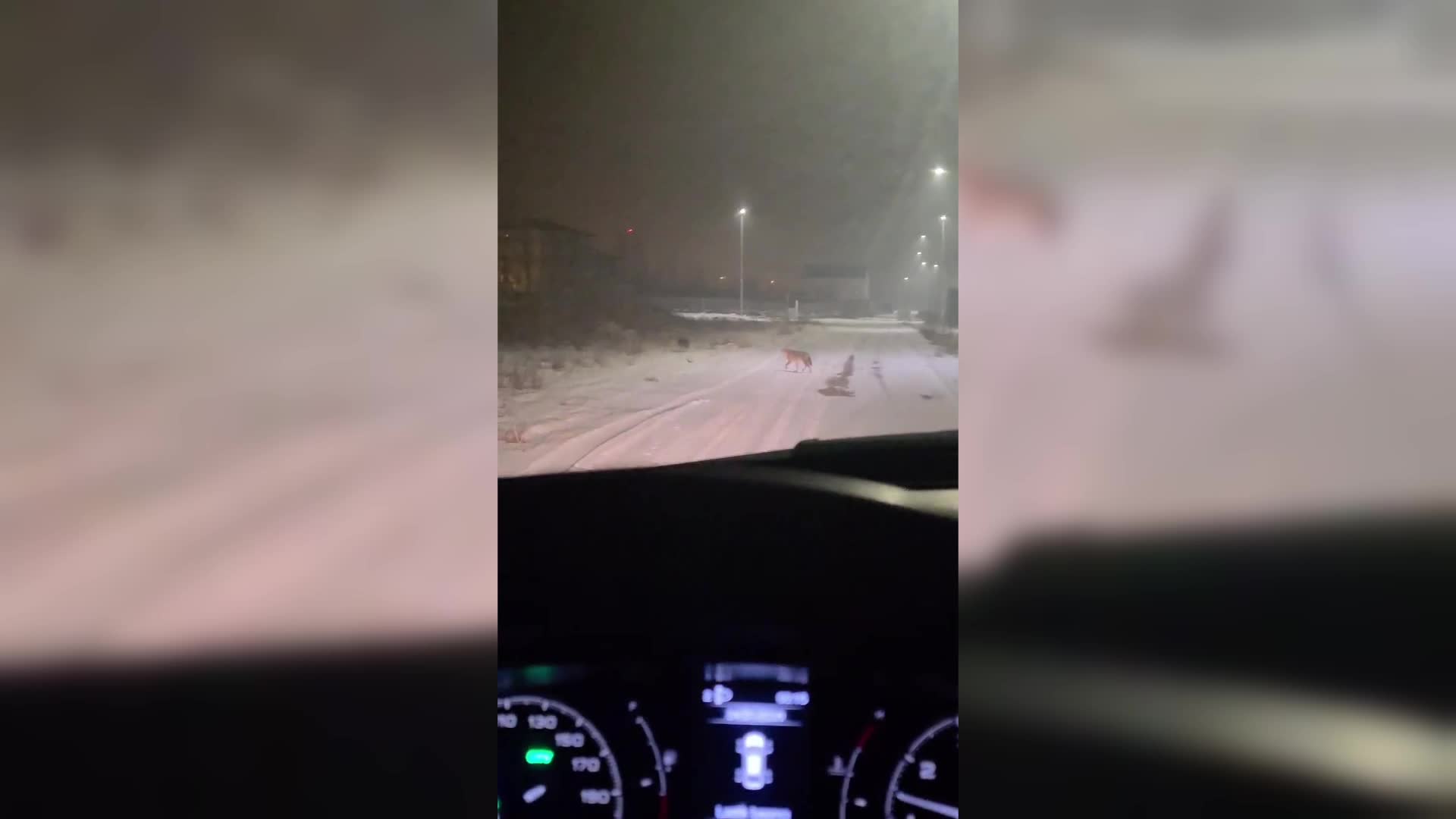 Iğdır’da aç kalan kurt sürüleri şehre indi