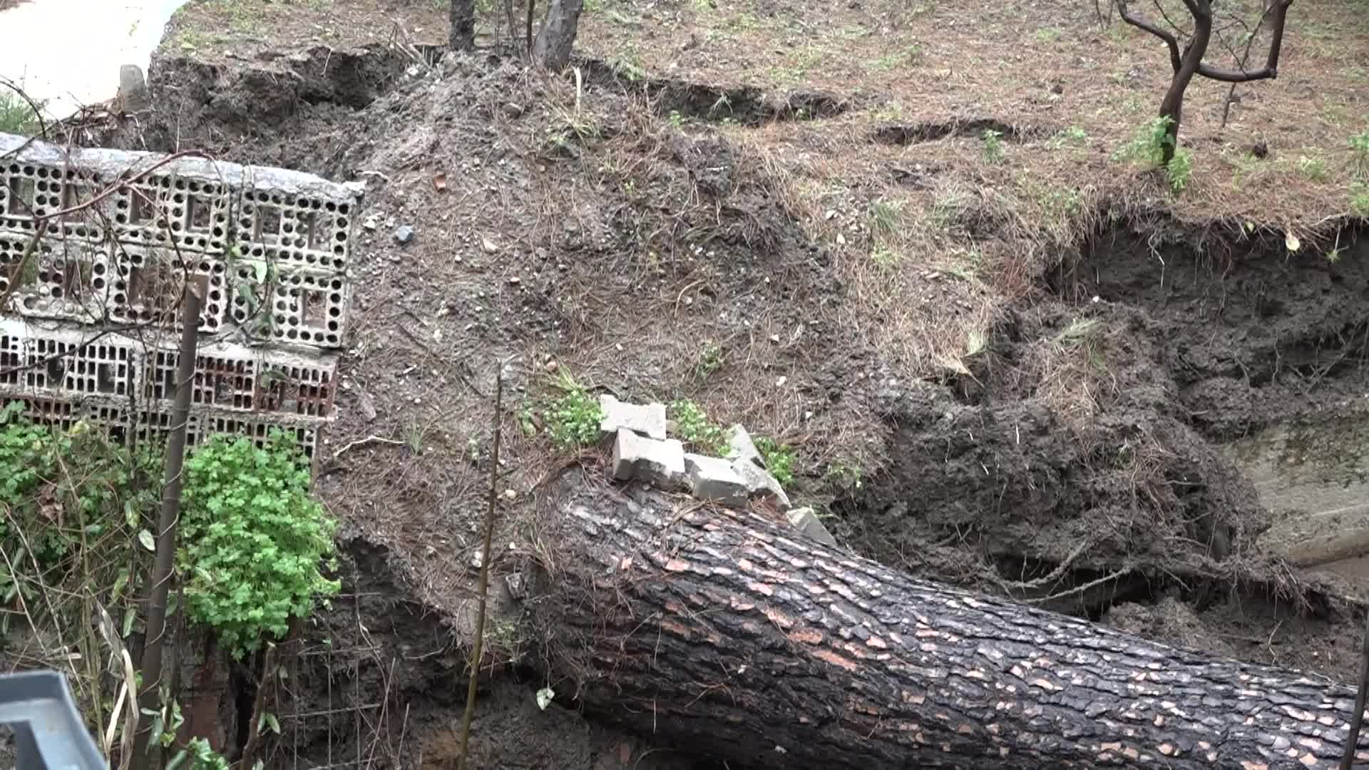 Kuşadası Belediyesi ekiplerinden devrilen ağaca hızlı müdahale