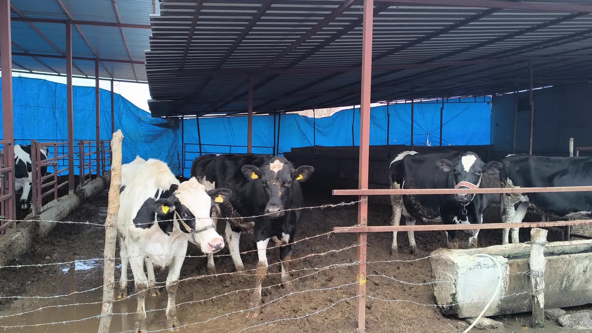 Osmaniye'de süt inekleri kesime veriliyor: "Şu anda ineklerden zarar ediyoruz, o yüzden kesime veriyorlar"